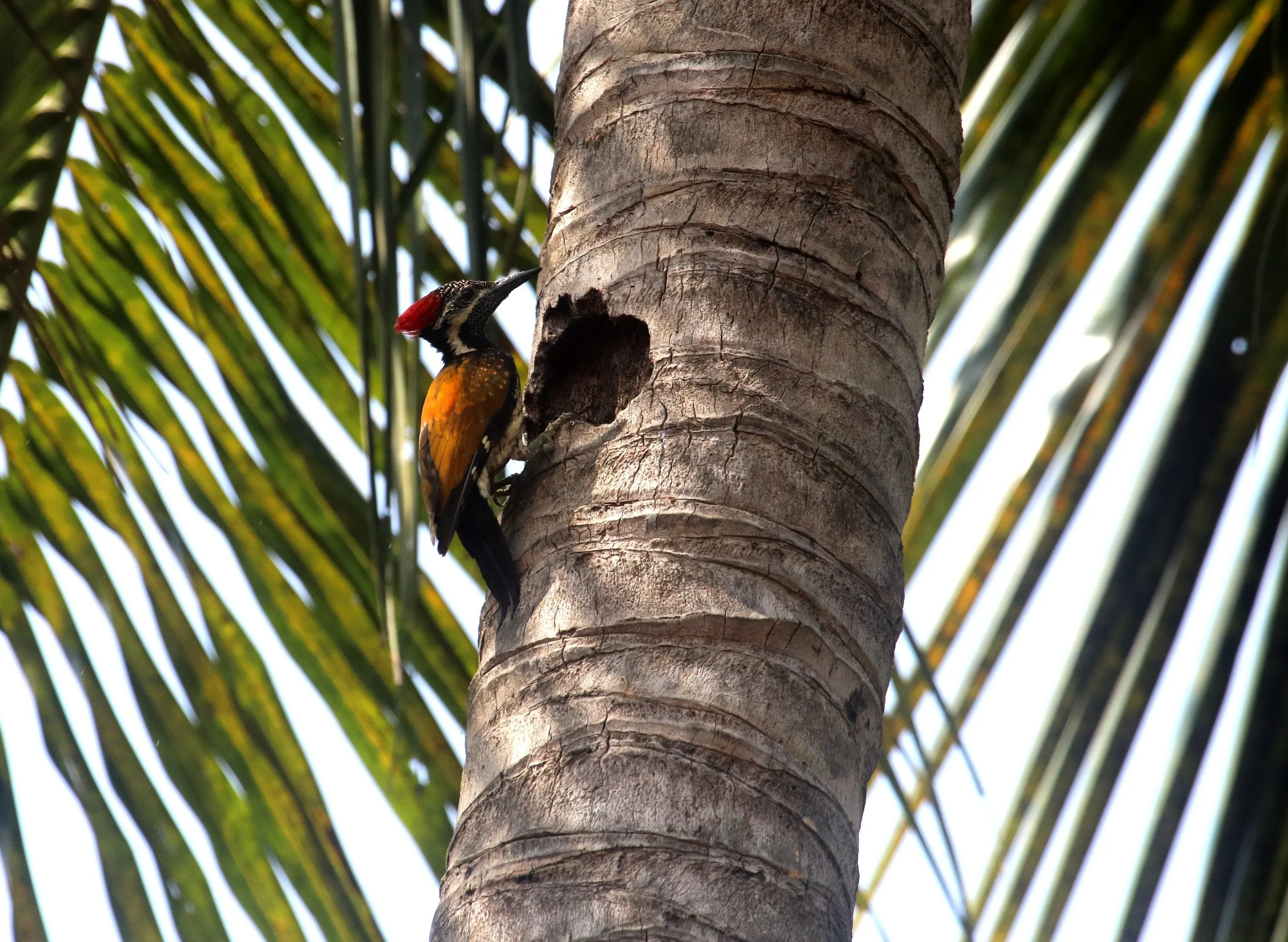 ಮರಕುಟಿಗ Black-rumped Flameback
