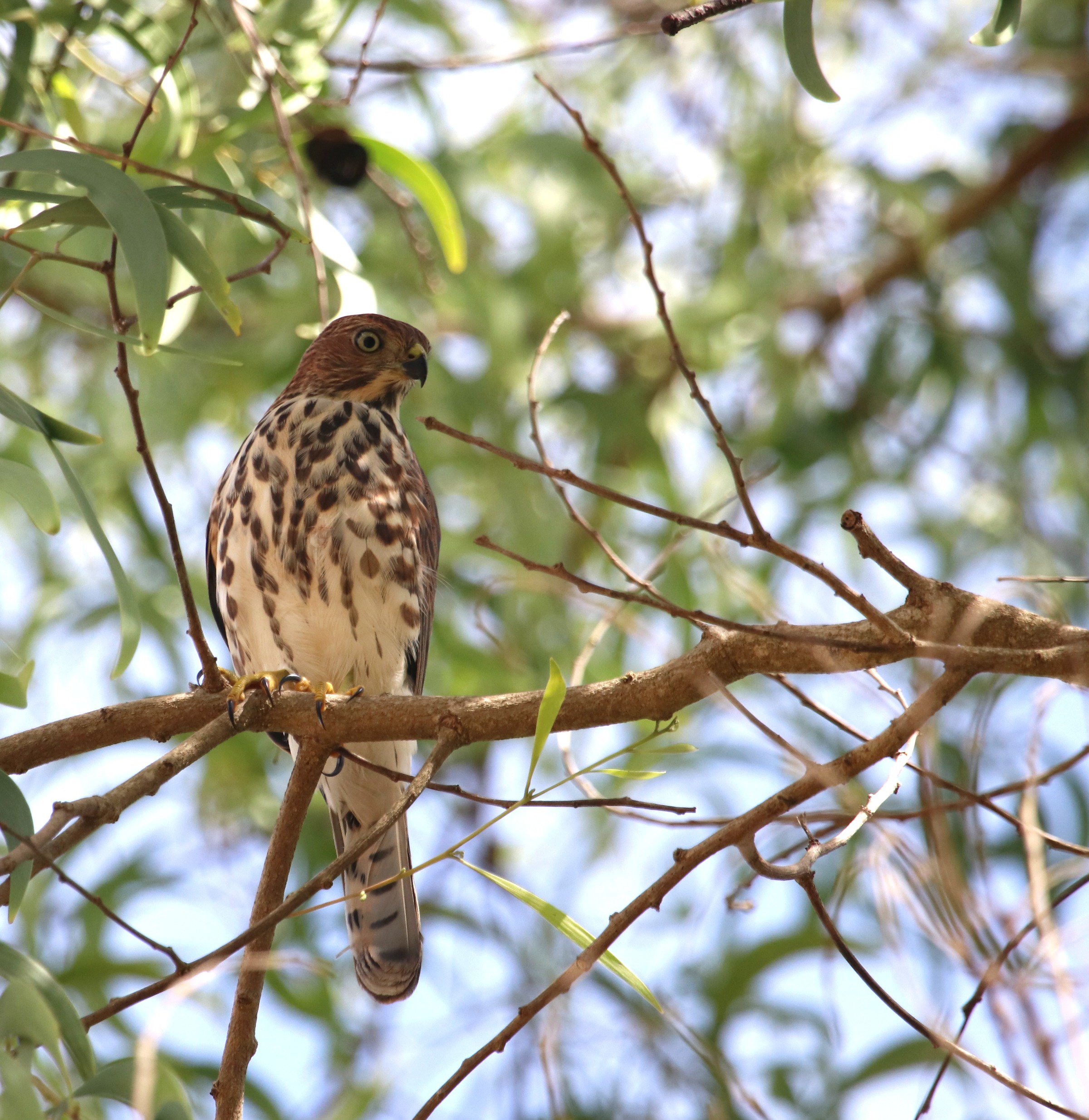 ಡೇಗೆ Shikra