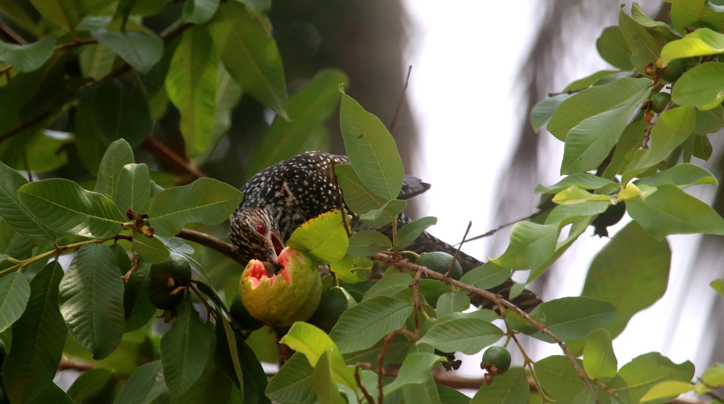 ಕೋಗಿಲೆ Asian Koel