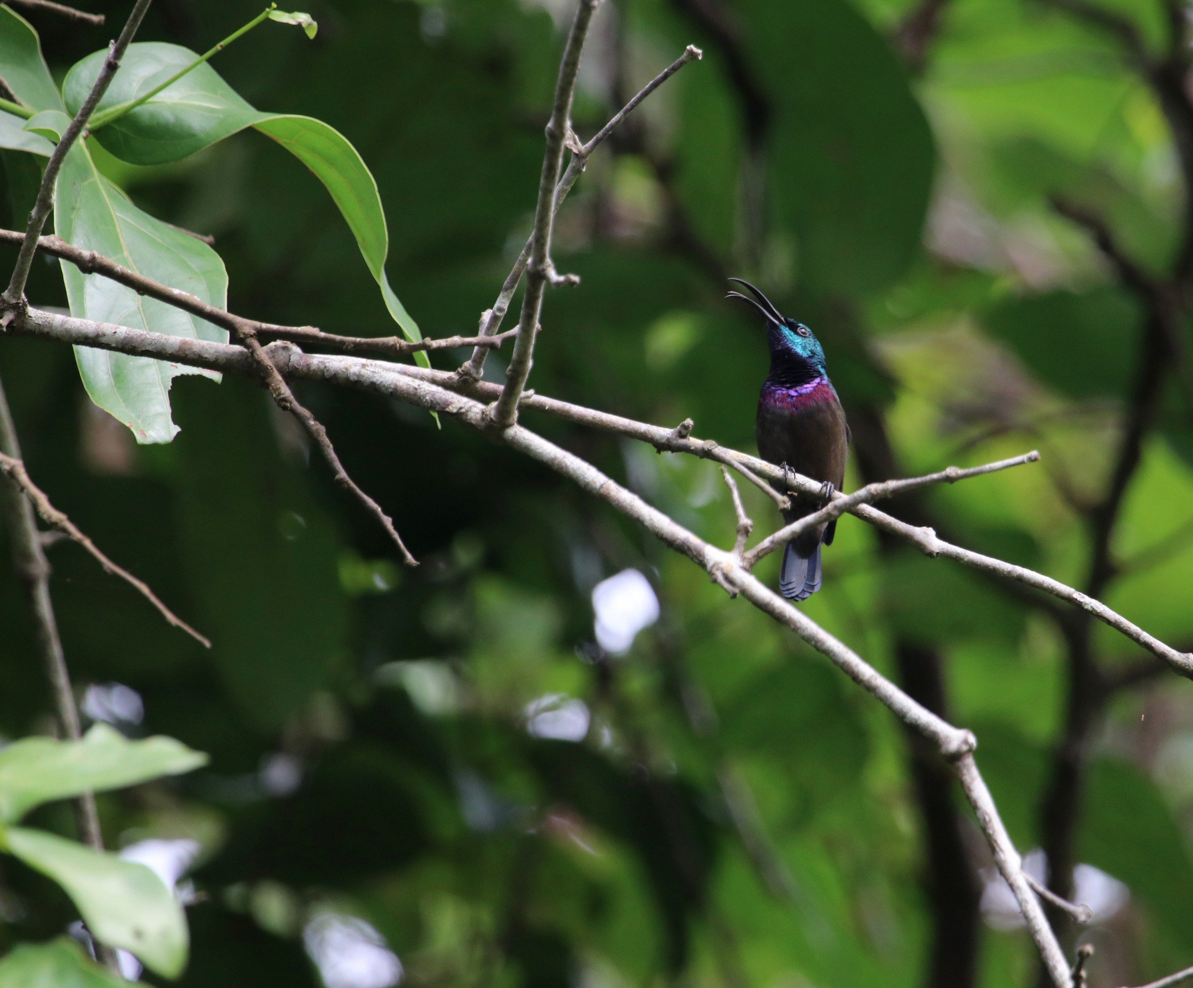 ನೇರಳೆ ಸೂರಕ್ಕಿ Purple sunbird