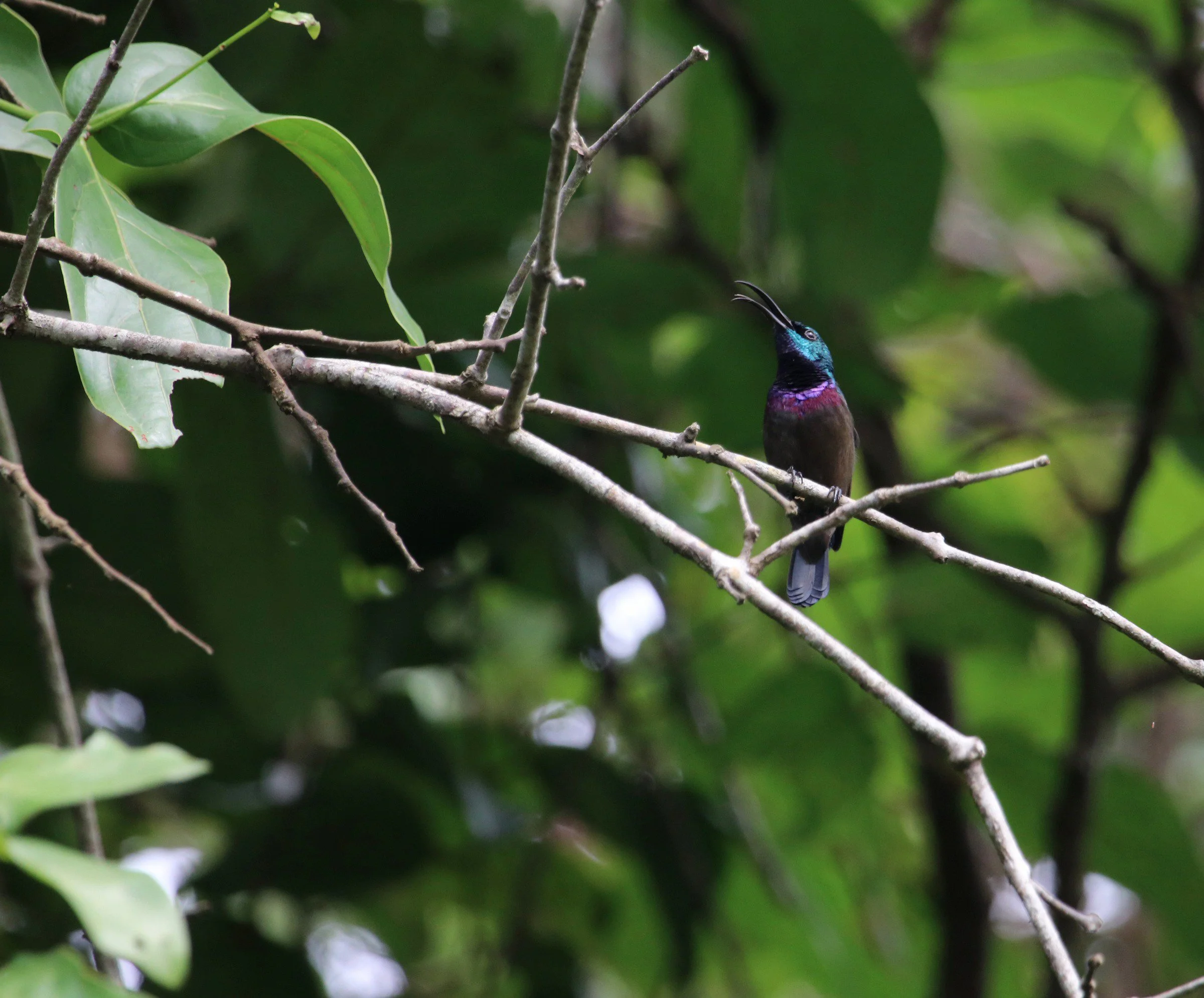 ನೇರಳೆ ಸೂರಕ್ಕಿ Purple sunbird