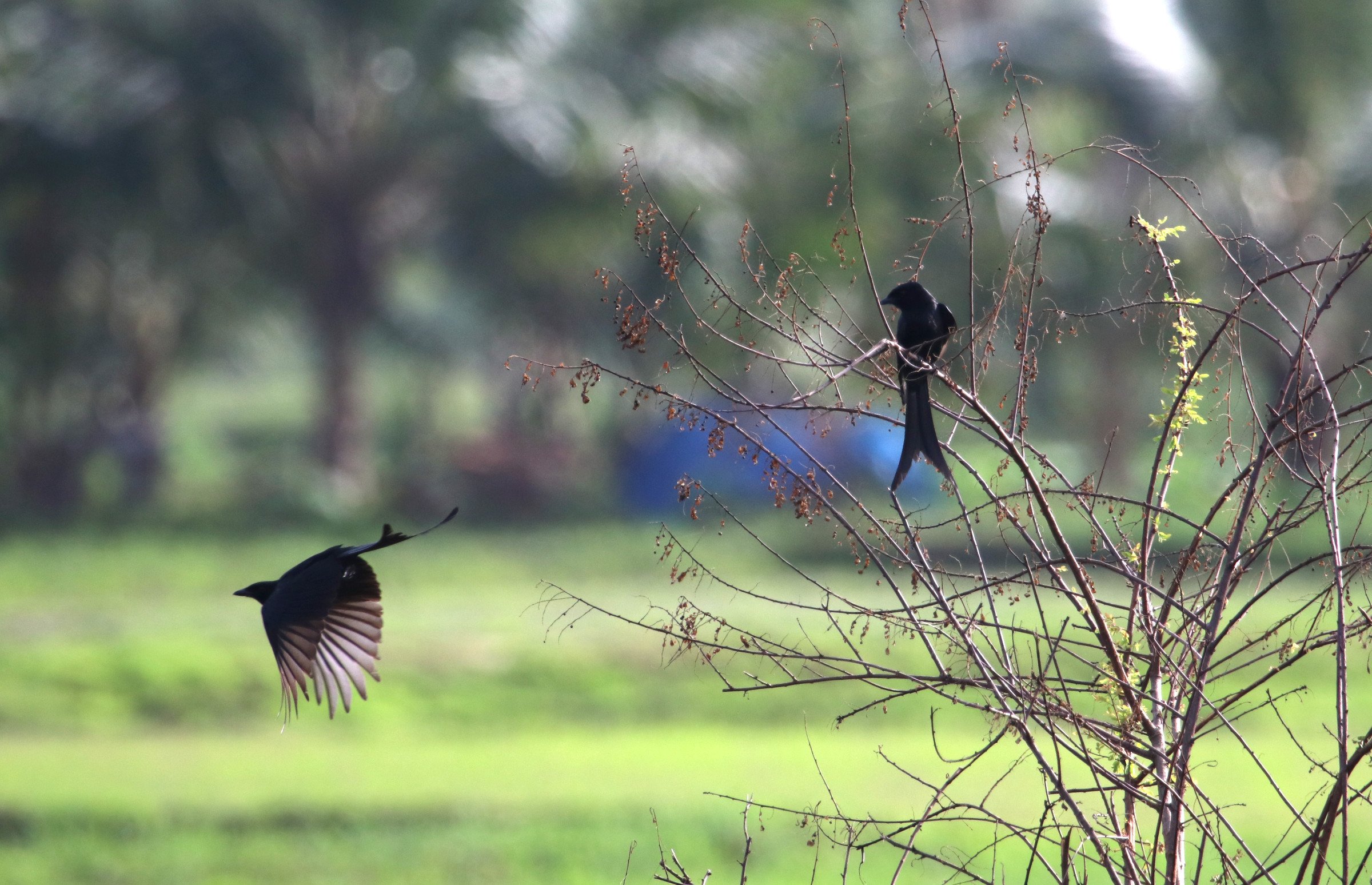 ಕಾಜಾಣ Black Drongo