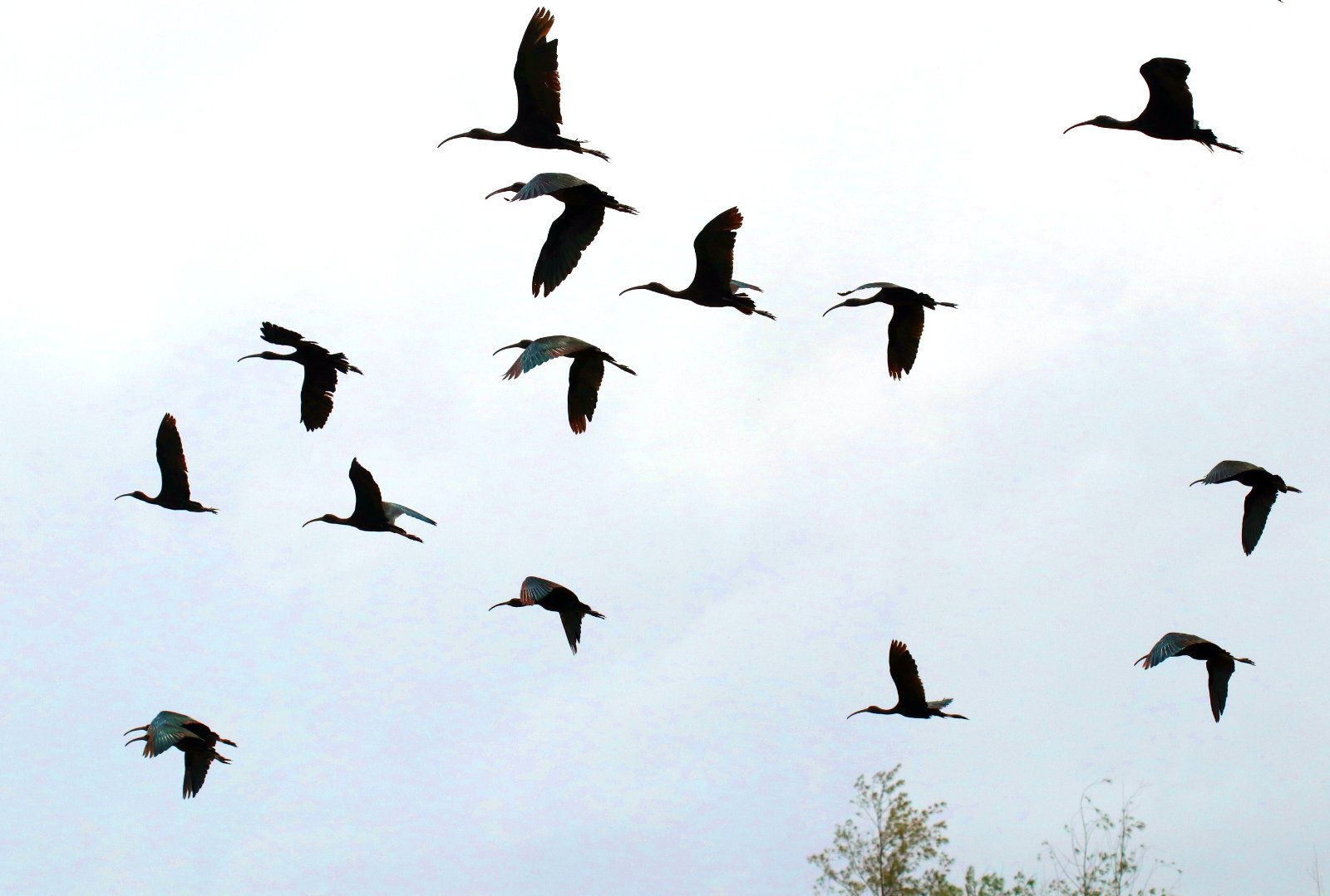 ಮಿಂಚು ಕೆಂಬರಲು Glossy Ibis
