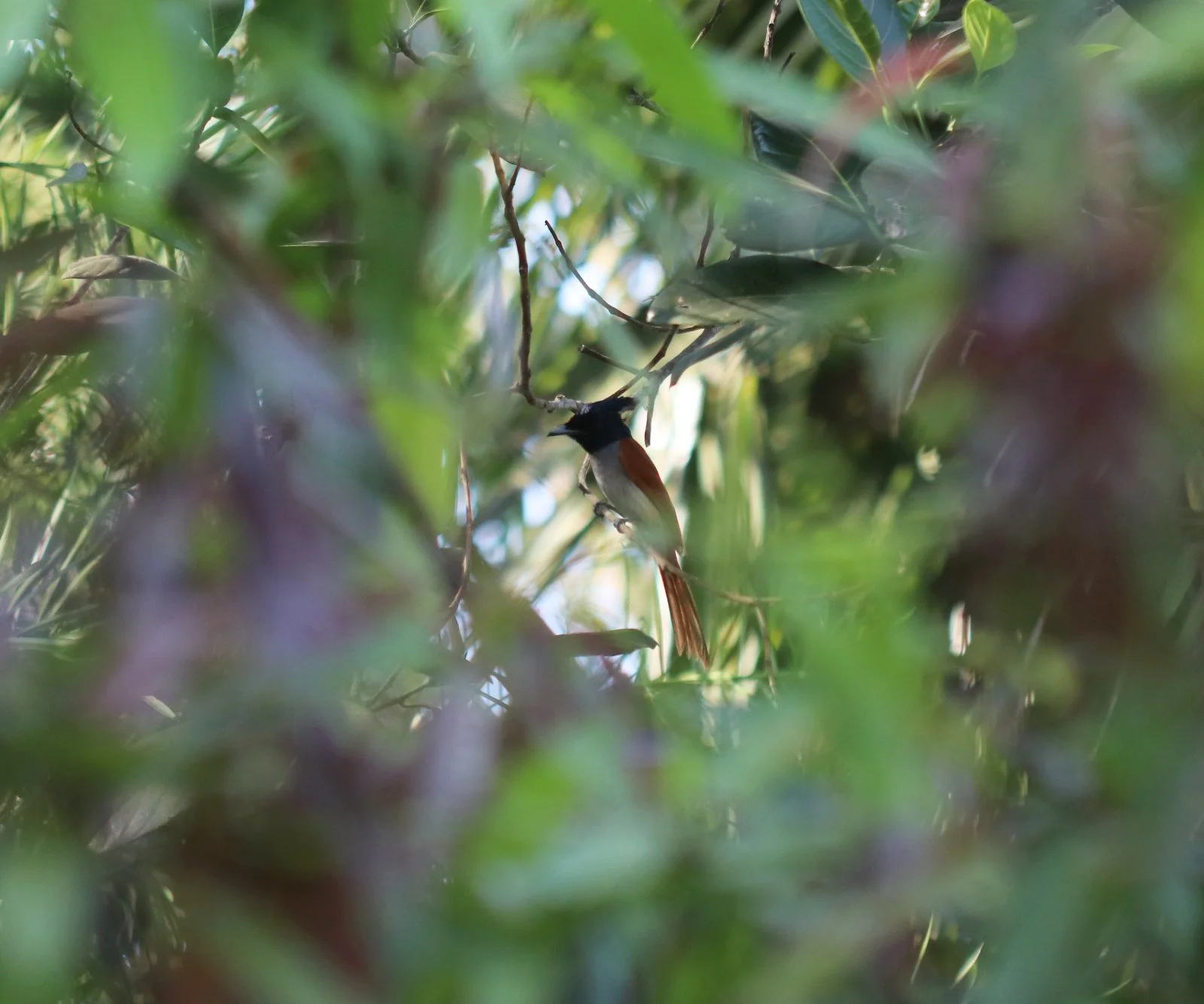 ರಾಜಹಕ್ಕಿ Asian Paradise-Flycatcher