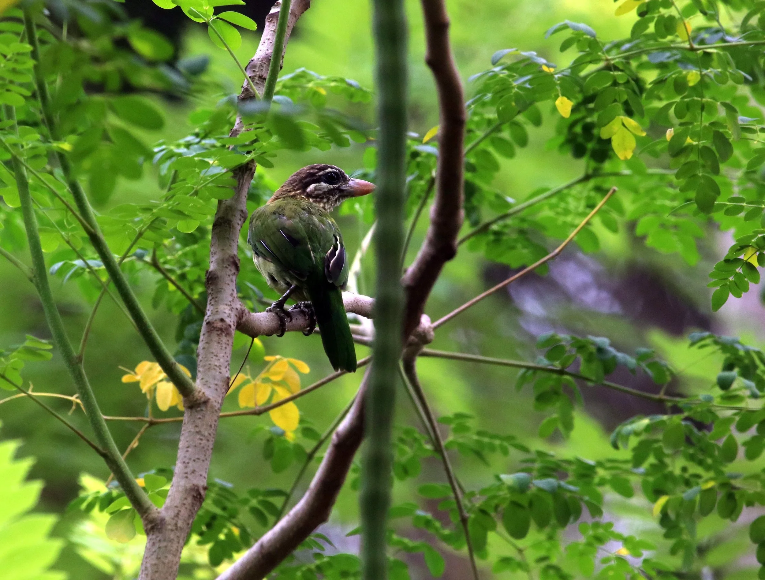 ಸಣ್ಣ ಕುಟ್ರ White-cheeked Barbet
