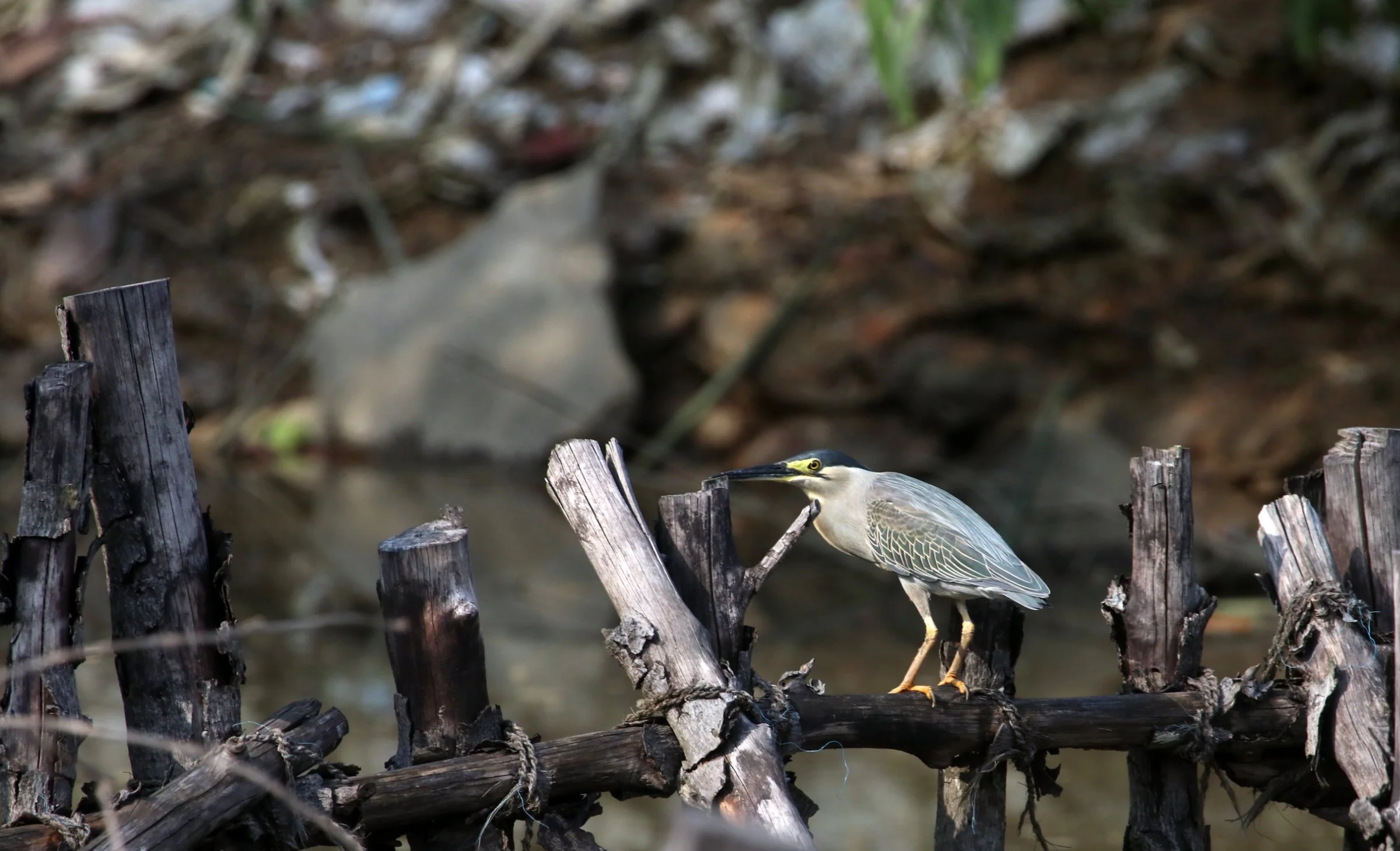 ಚಿಕ್ಕ ಬಕ Little Heron