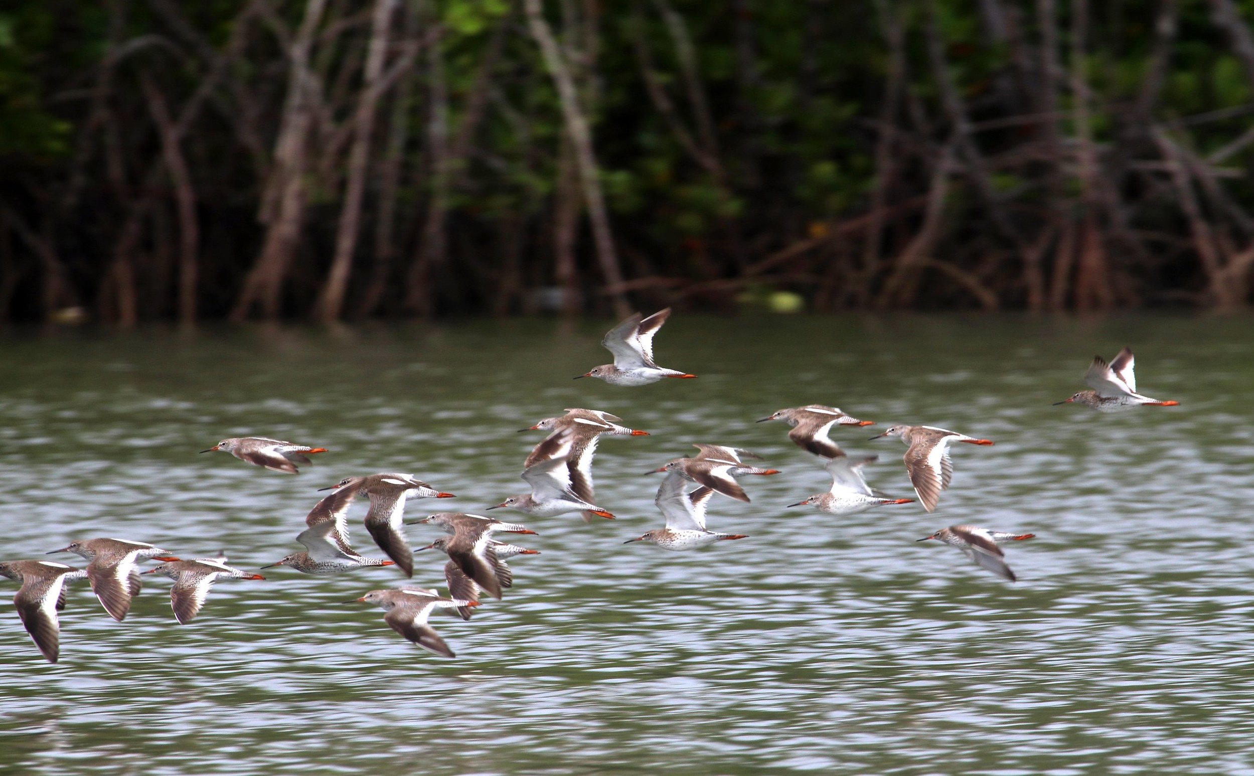 ಚುಕ್ಕೆಯ ಕೆಂಪುಕಾಲು-ಗೊರವ Spotted Redshank
