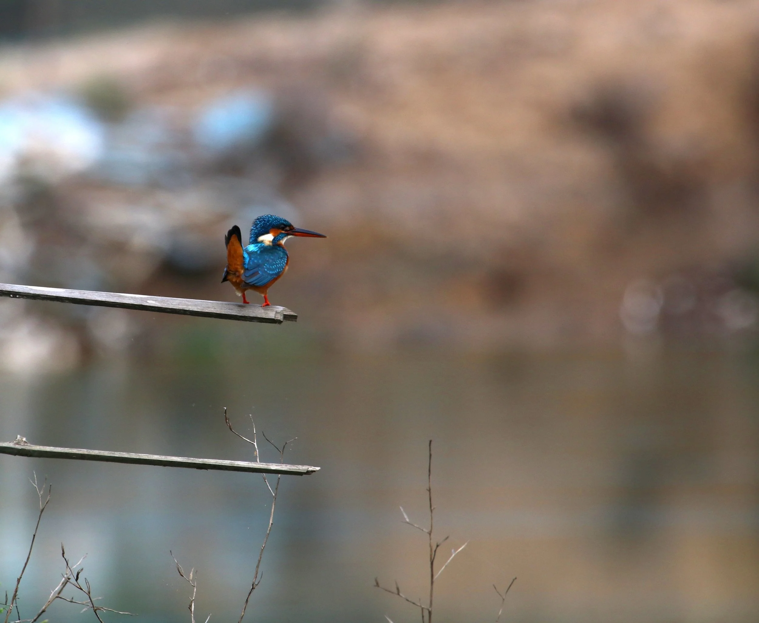 ನೀಲಿ ಮಿಂಚುಳ್ಳಿ Small Blue Kingfisher