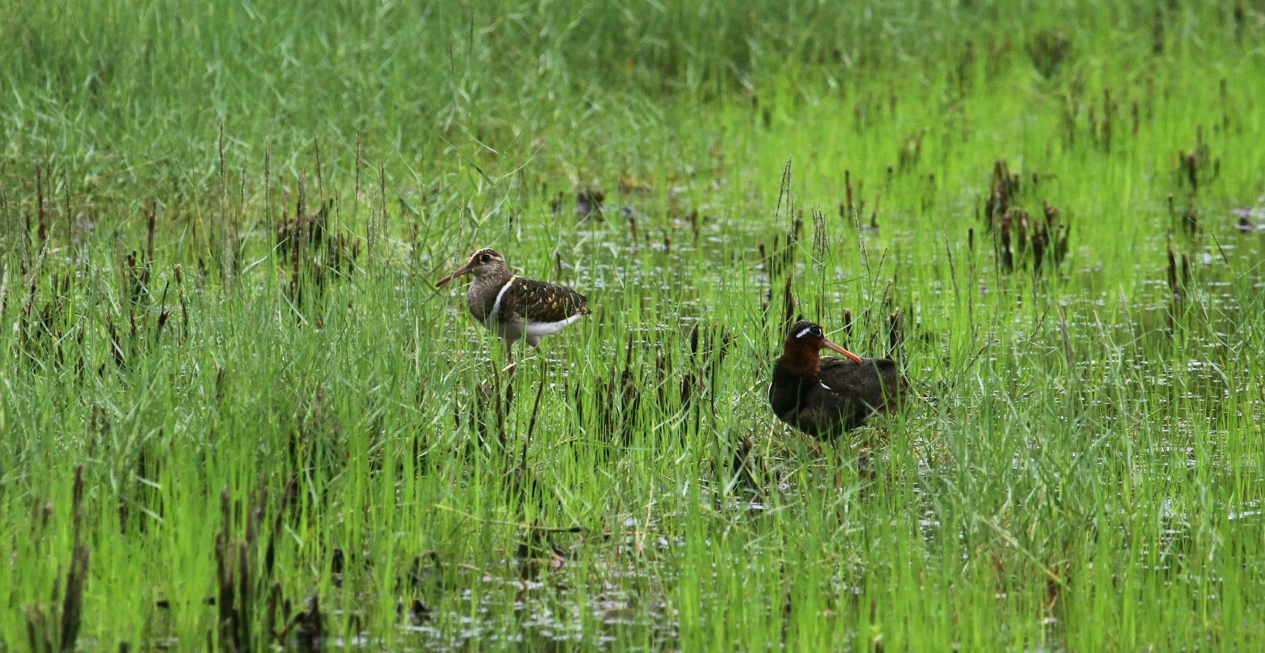 Greater Painted Snipe