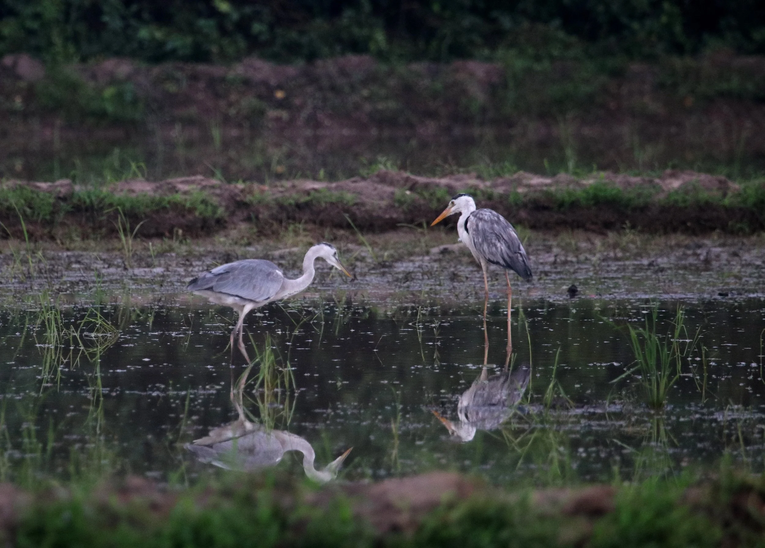 ಬೂದು ಬಕ Grey Heron