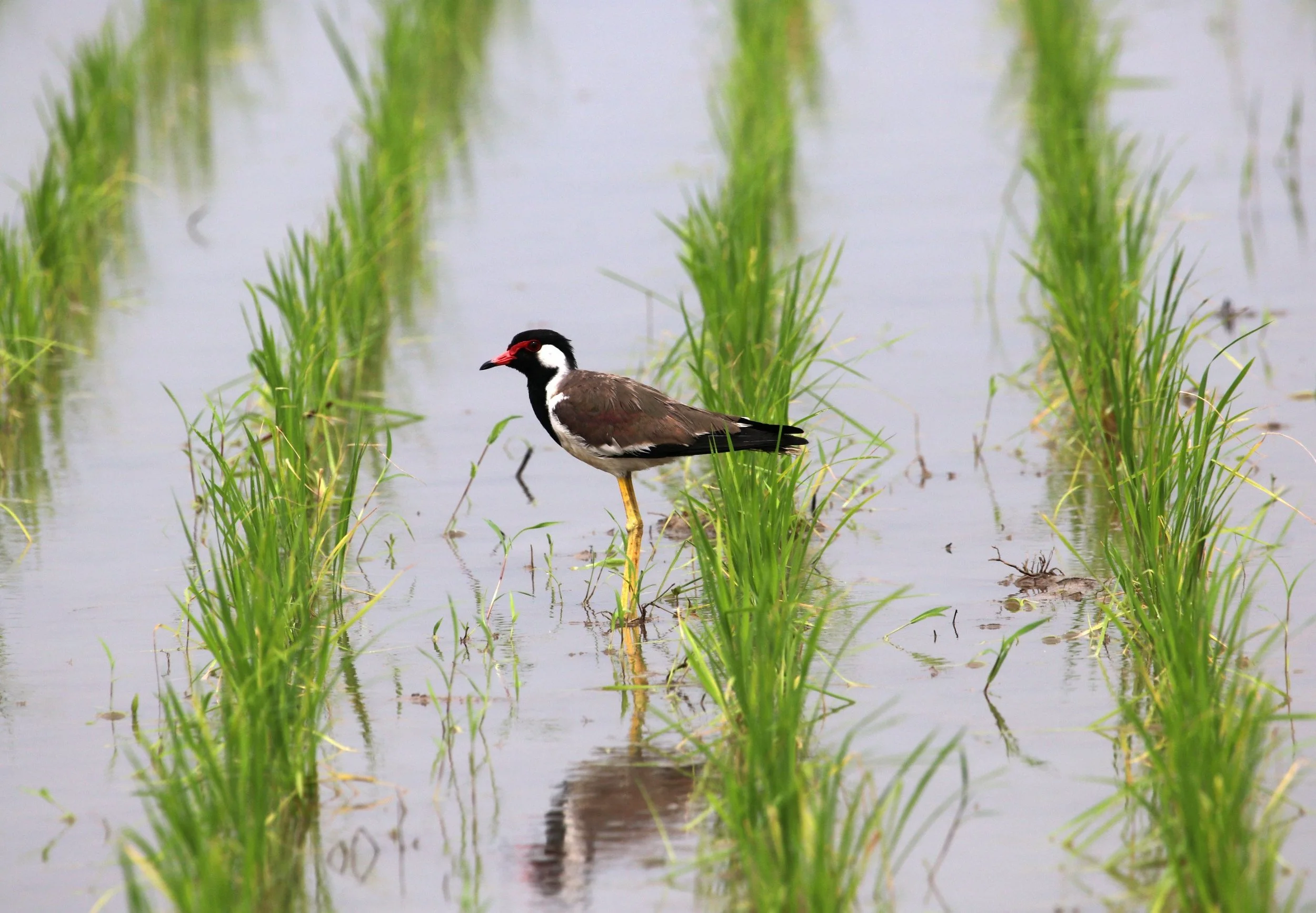 ಕೆಂಪು ಟಿಟ್ಟಿಭ Red-wattled Lapwing