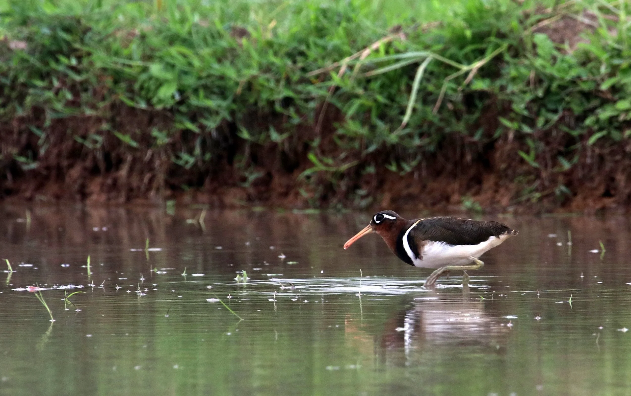 Greater Painted Snipe