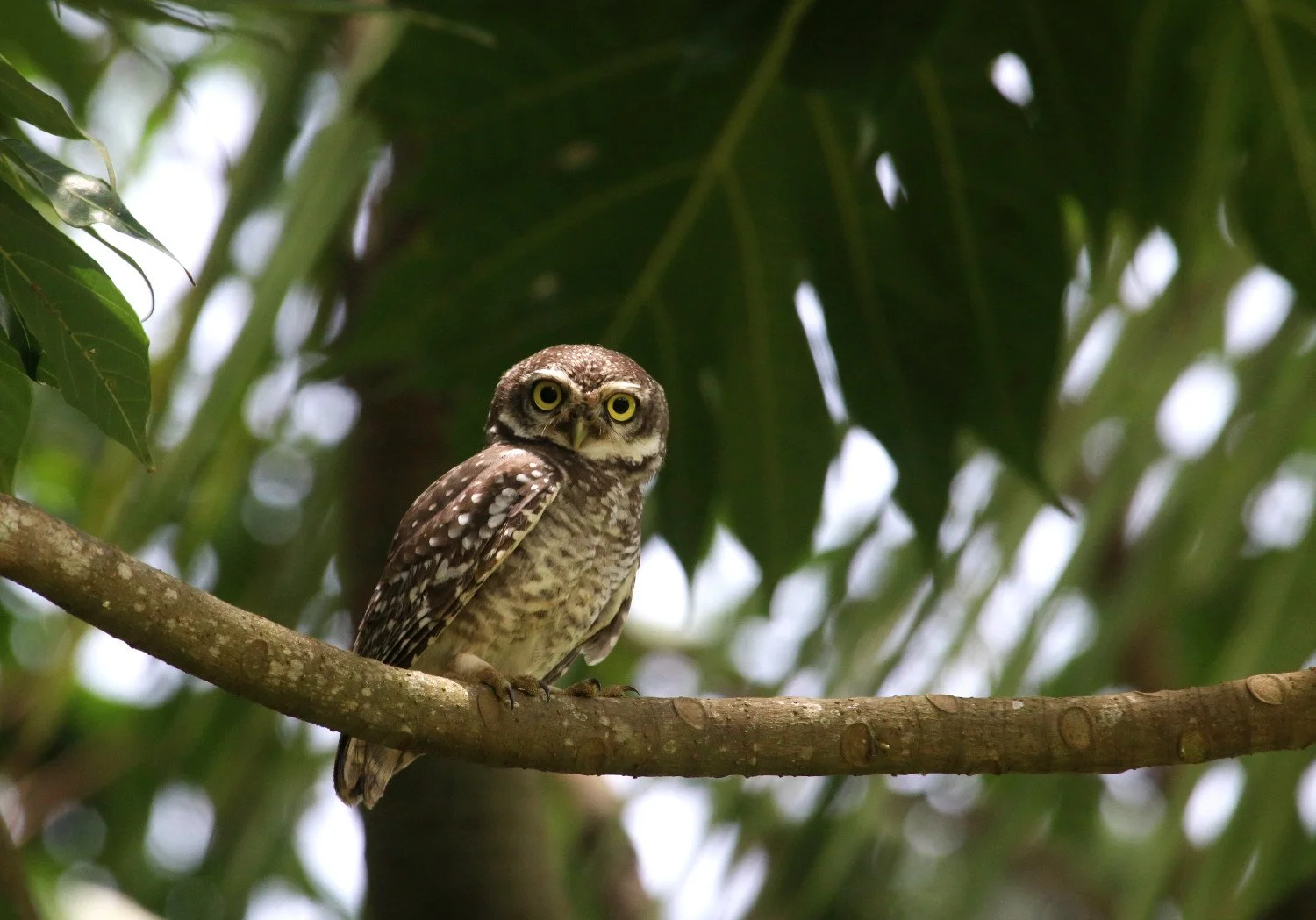 ಹಾಲಕ್ಕಿ Spotted Owlet