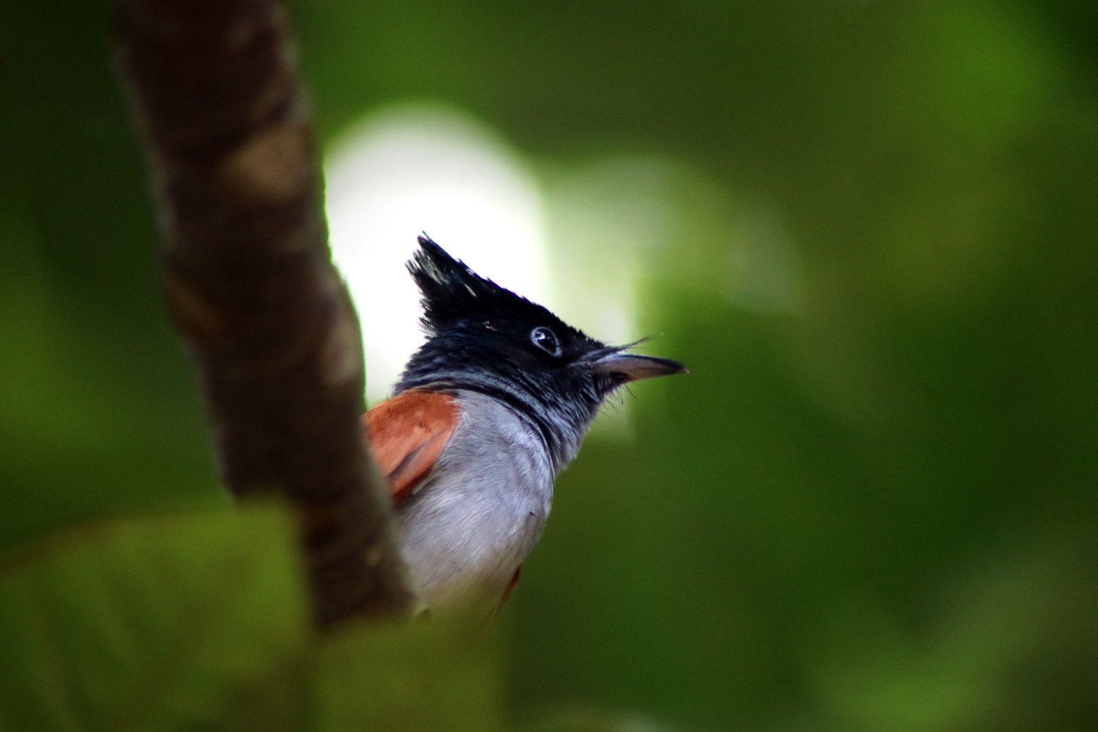 ರಾಜಹಕ್ಕಿ Asian Paradise-Flycatcher