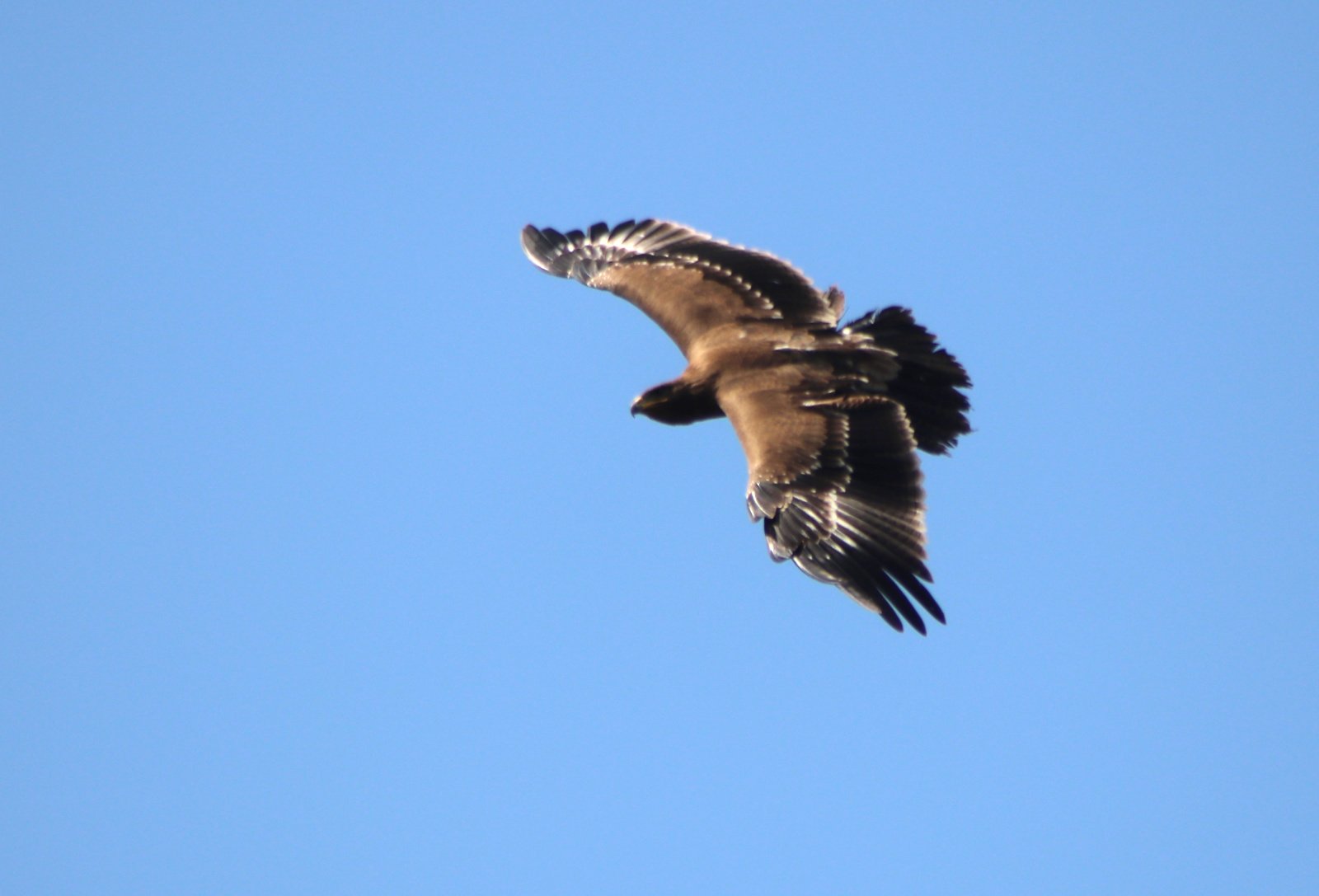 ಹುಲ್ಲುಗಾವಲು ಹದ್ದು Steppe Eagle