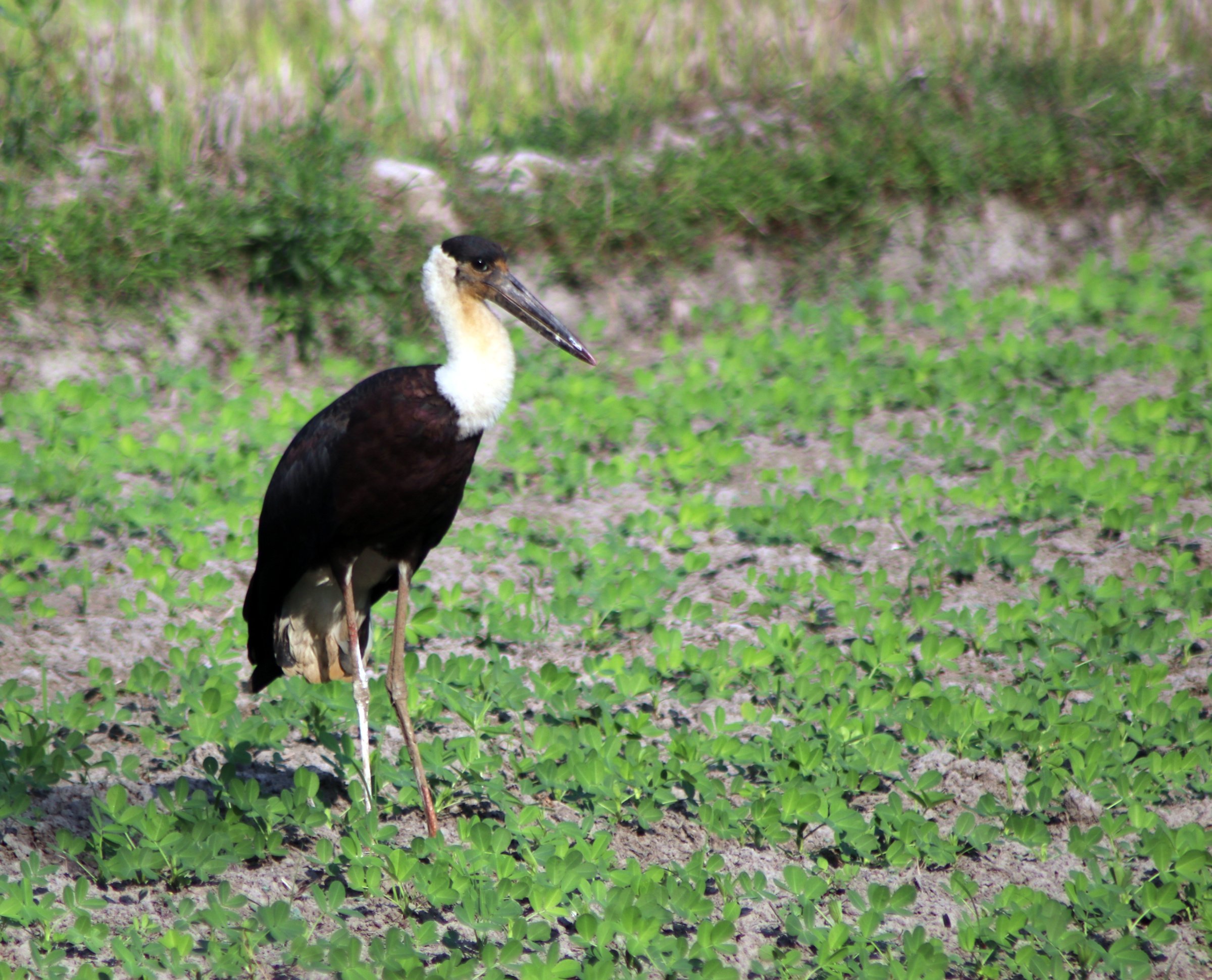 ಬಿಳಿಕತ್ತಿನ ಕೊಕ್ಕರೆ Wooly-necked Stork