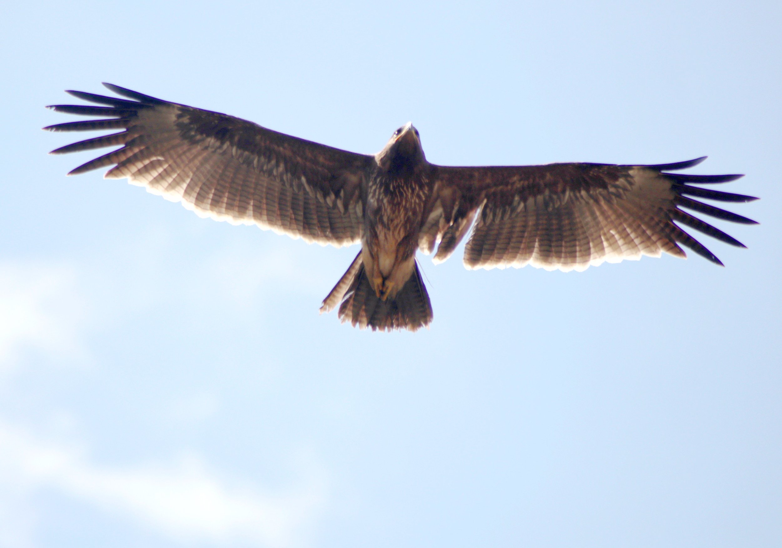 ಚುಕ್ಕೆಯ ಗಿಡುಗ Indian spotted eagle