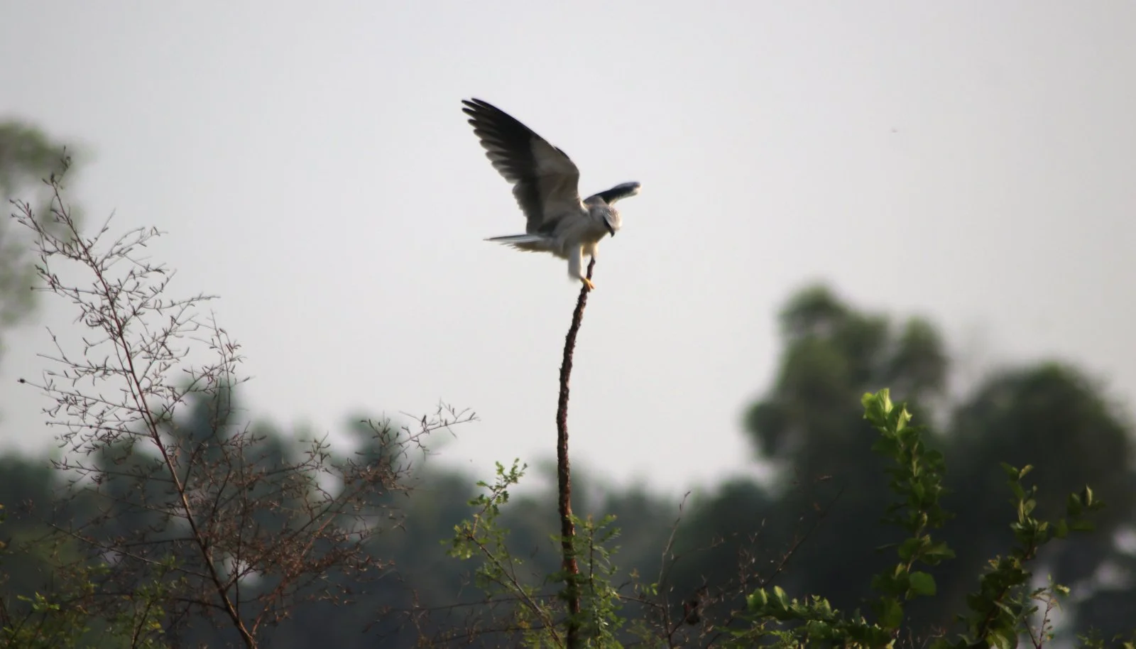 ರಾಮದಾಸ ಹದ್ದು Black-shouldered Kite