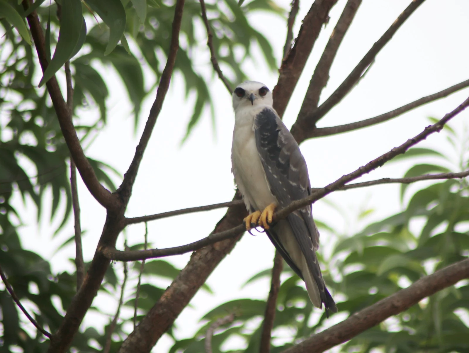 ರಾಮದಾಸ ಹದ್ದು Black-shouldered Kite