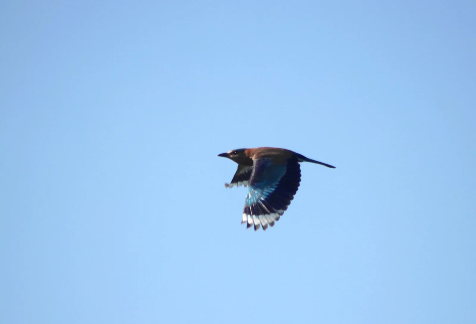 ನೀಲಕಂಠ Indian Roller