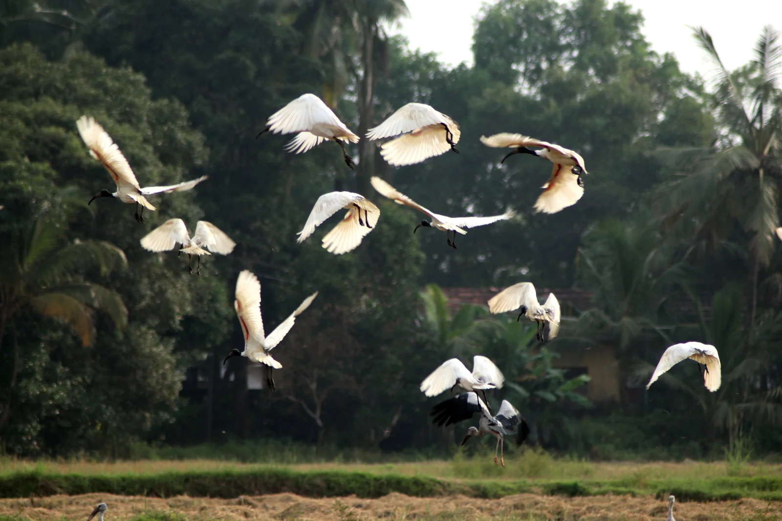 ಬಿಳಿ ಕೆಂಬರಲು Black-headed Ibis