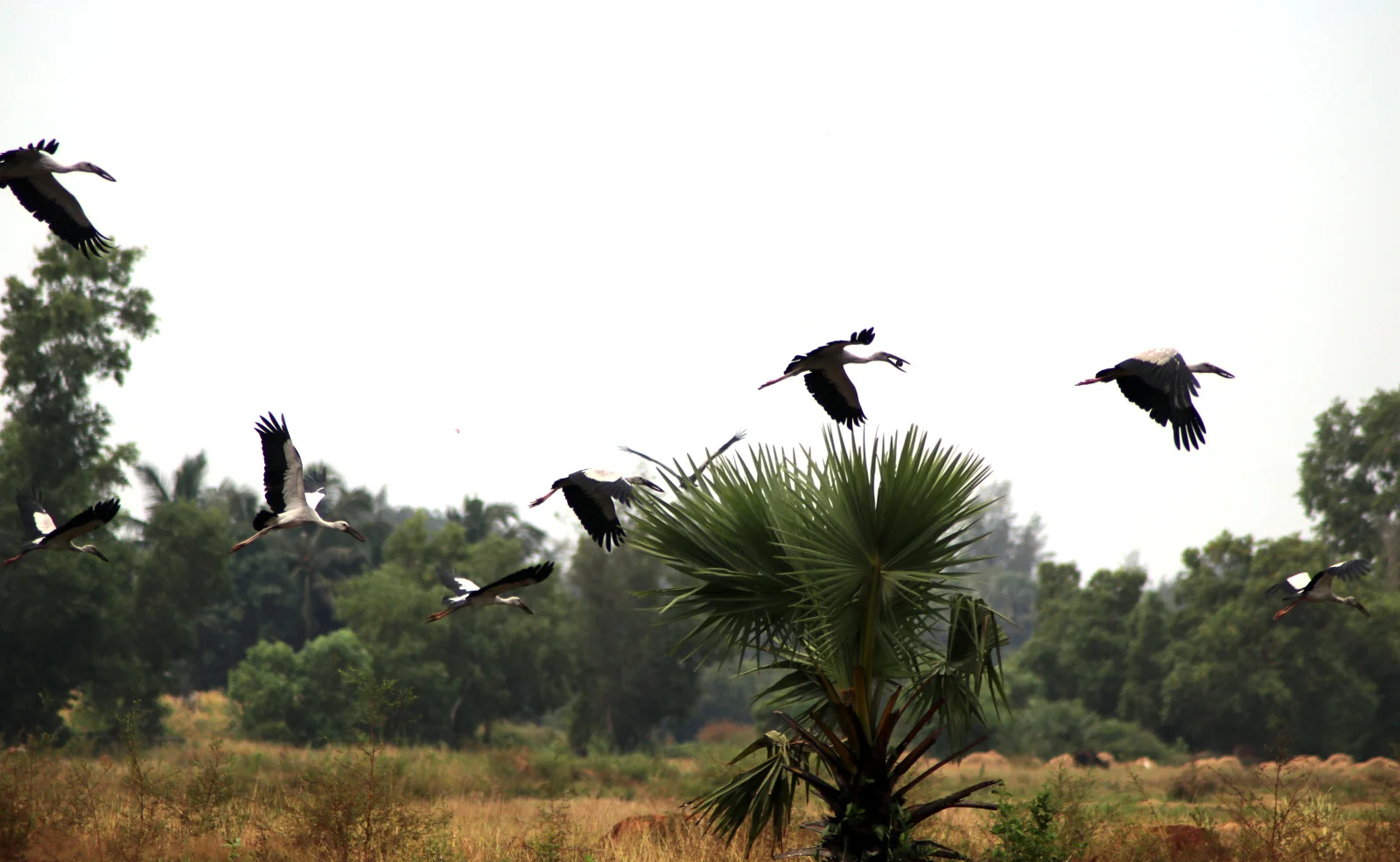 ಬಾಯ್ಕಳಕ ಕೊಕ್ಕರೆ Asian Openbill Stork
