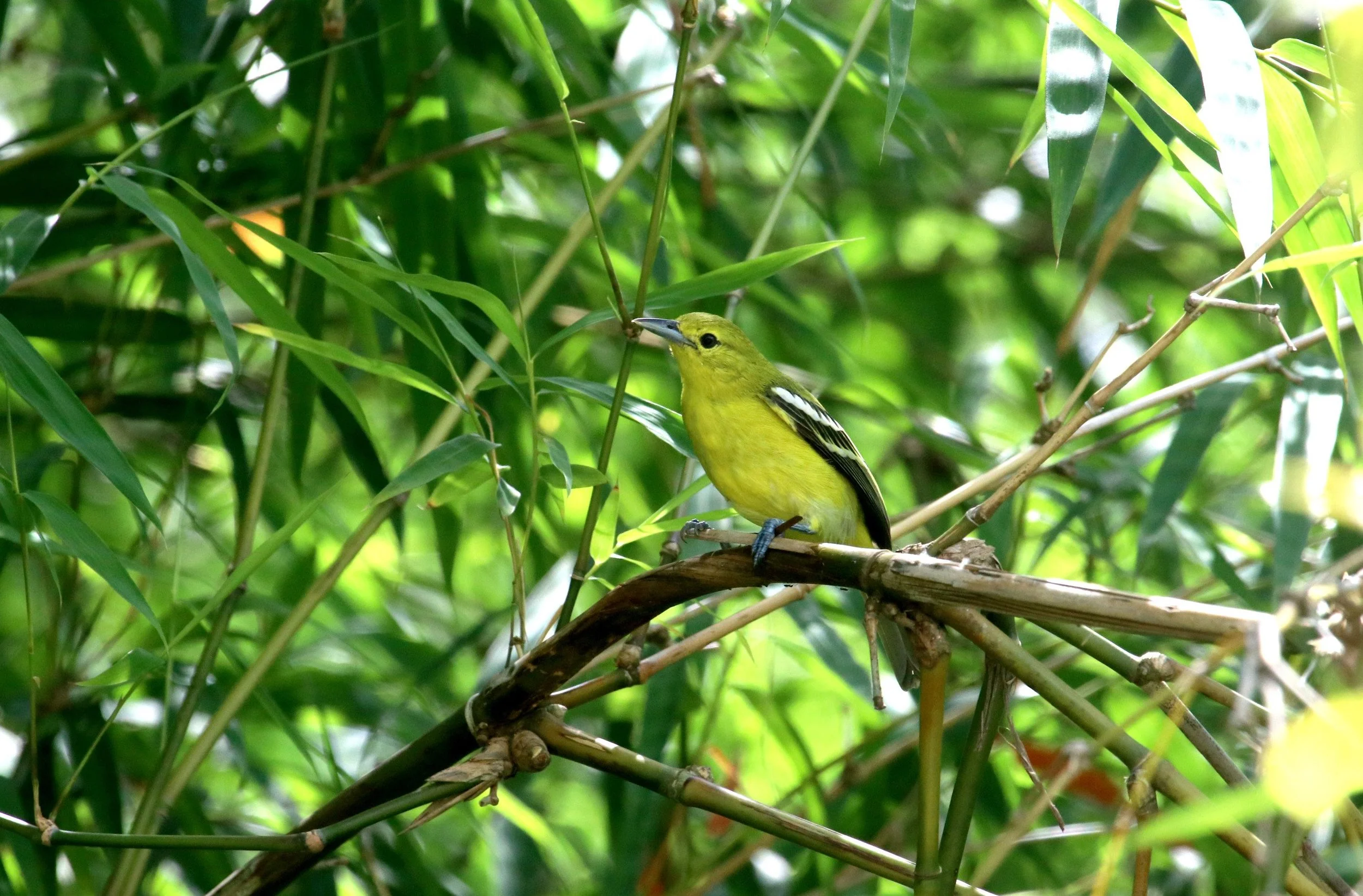 ಮಧುರಕಂಠ Common Iora