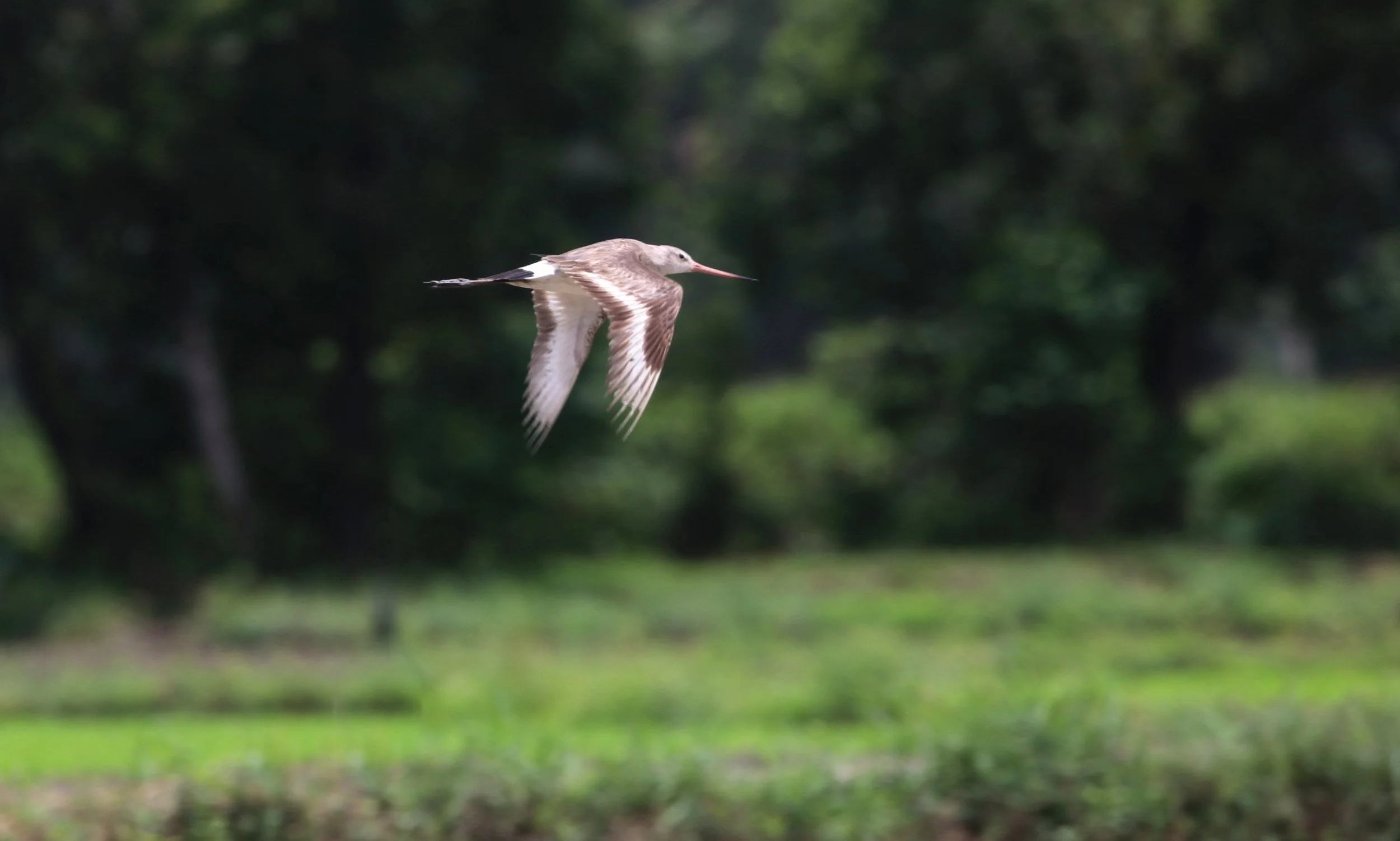 ಕಪ್ಪುಬಾಲದ ಹಿನ್ನೀರಗೊರವ Black-tailed godwit