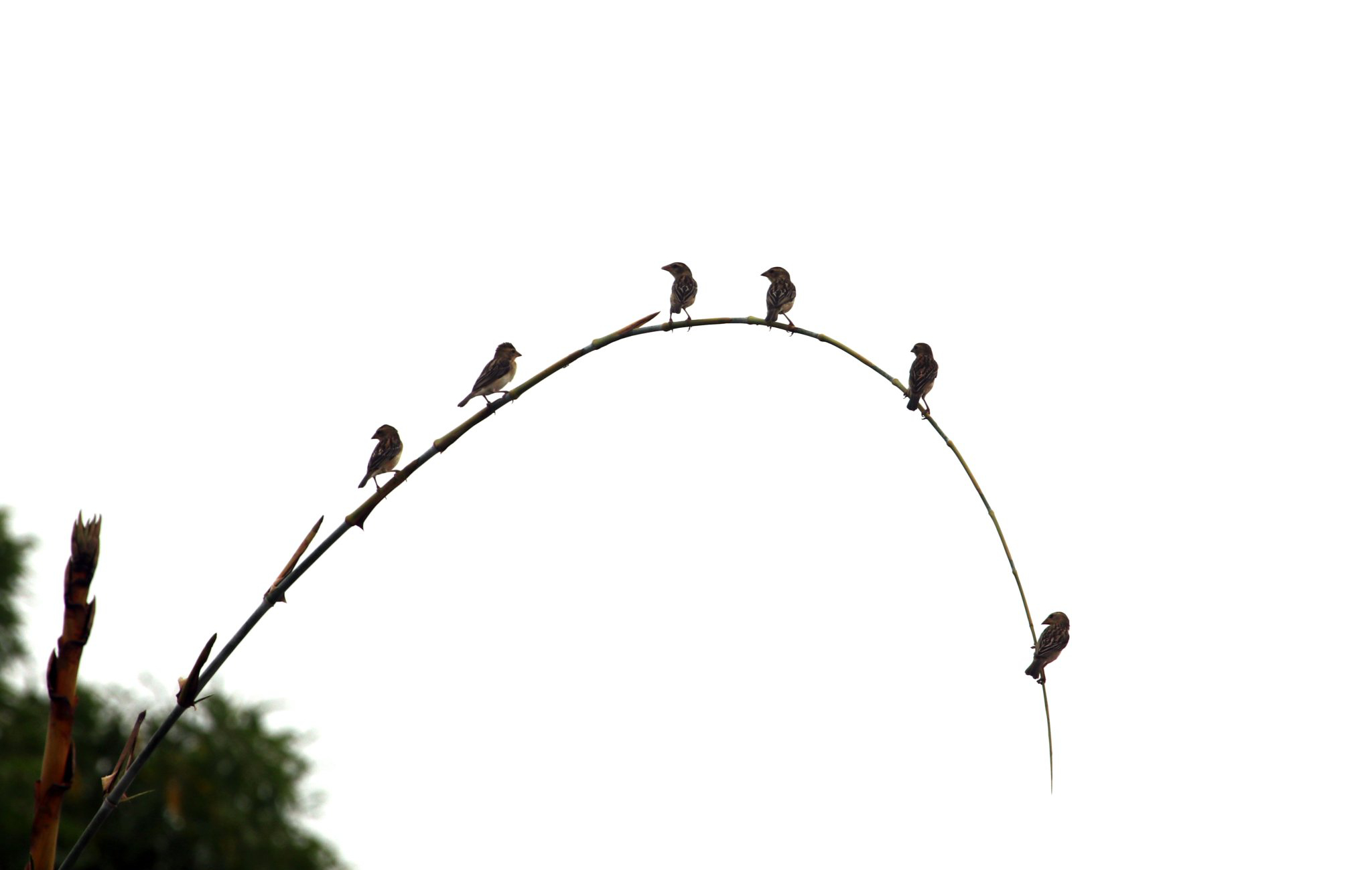 ನೇಯ್ಗಾರ Baya Weaver