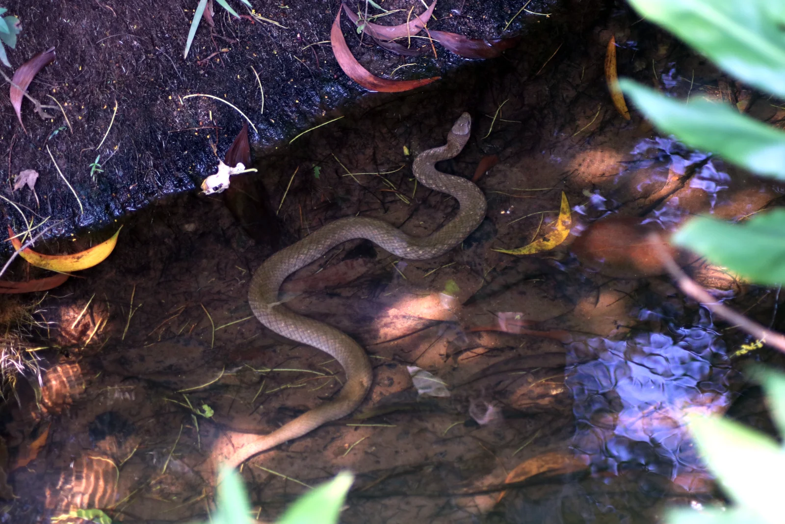 ನೀರು ಹಾವು Checkered keelback