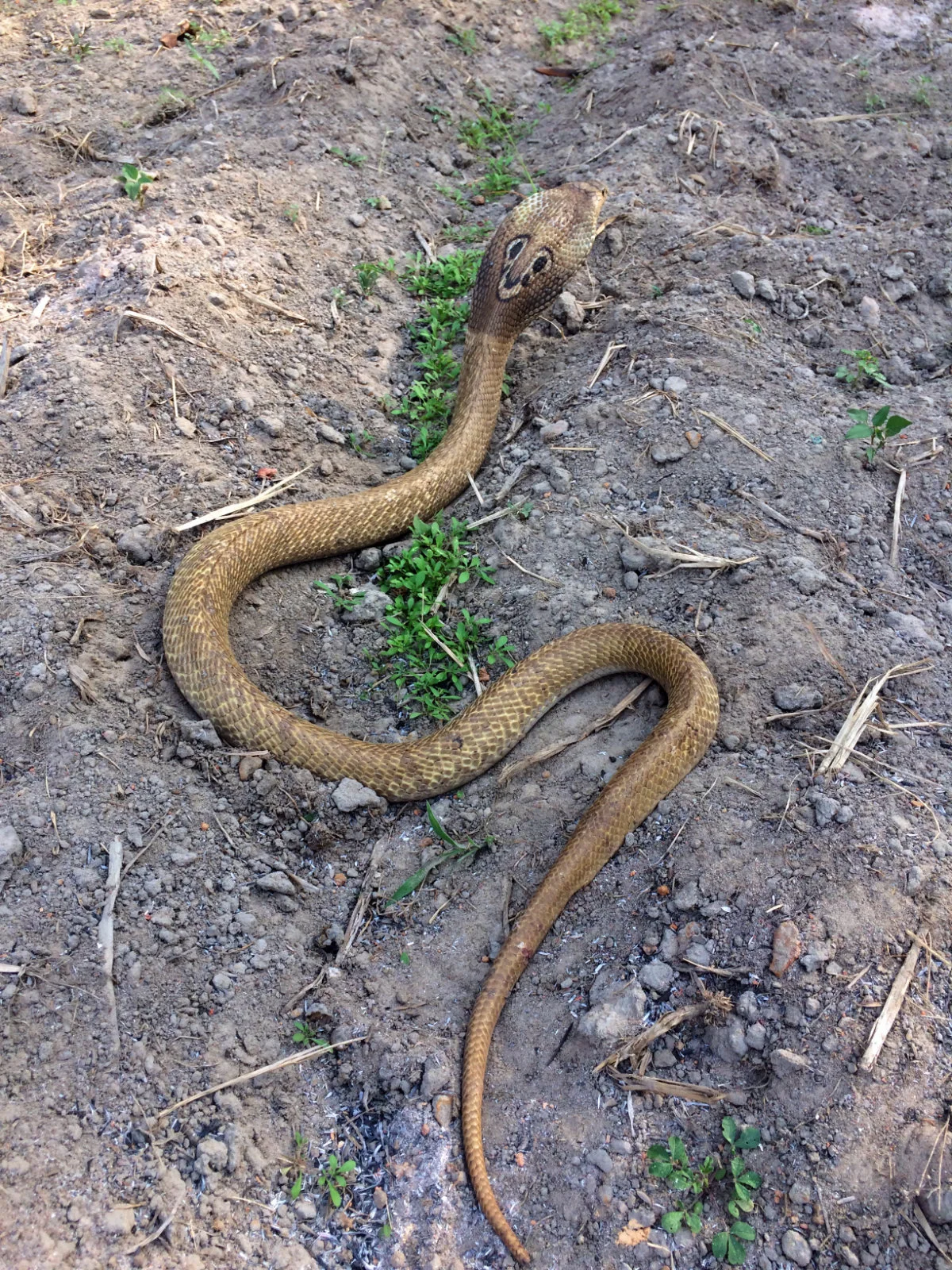 ನಾಗರಹಾವು Indian Cobra