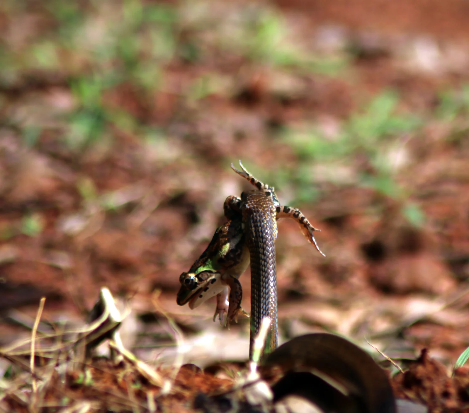ಕೇರೆಹಾವು Rat snake