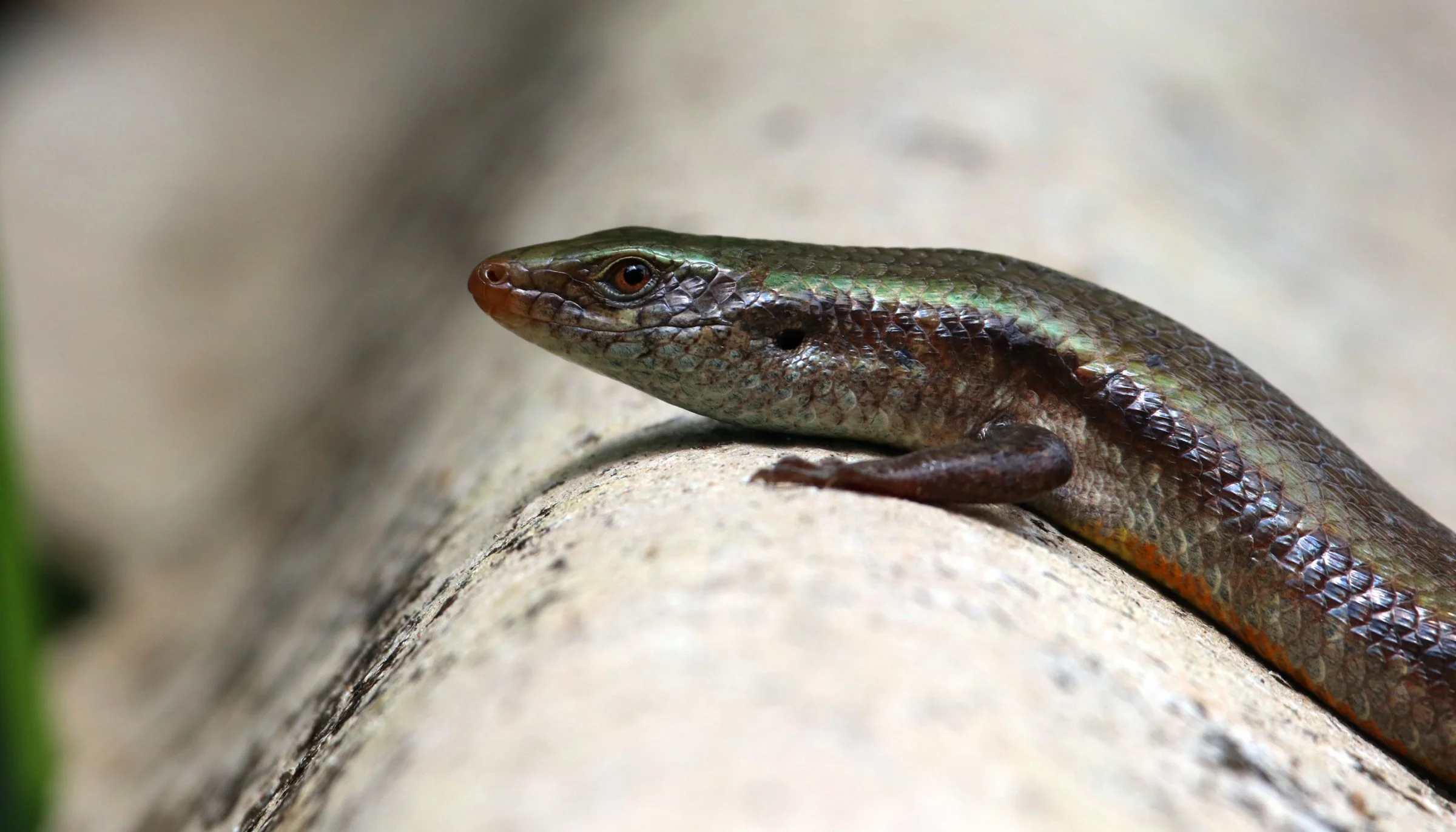 ಹಾವು ರಾಣಿ Skink