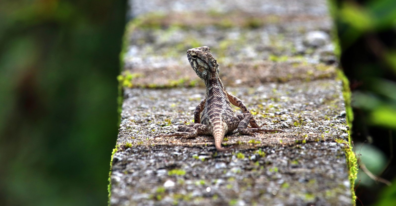 ಓತಿಕ್ಯಾತ Forest lizards