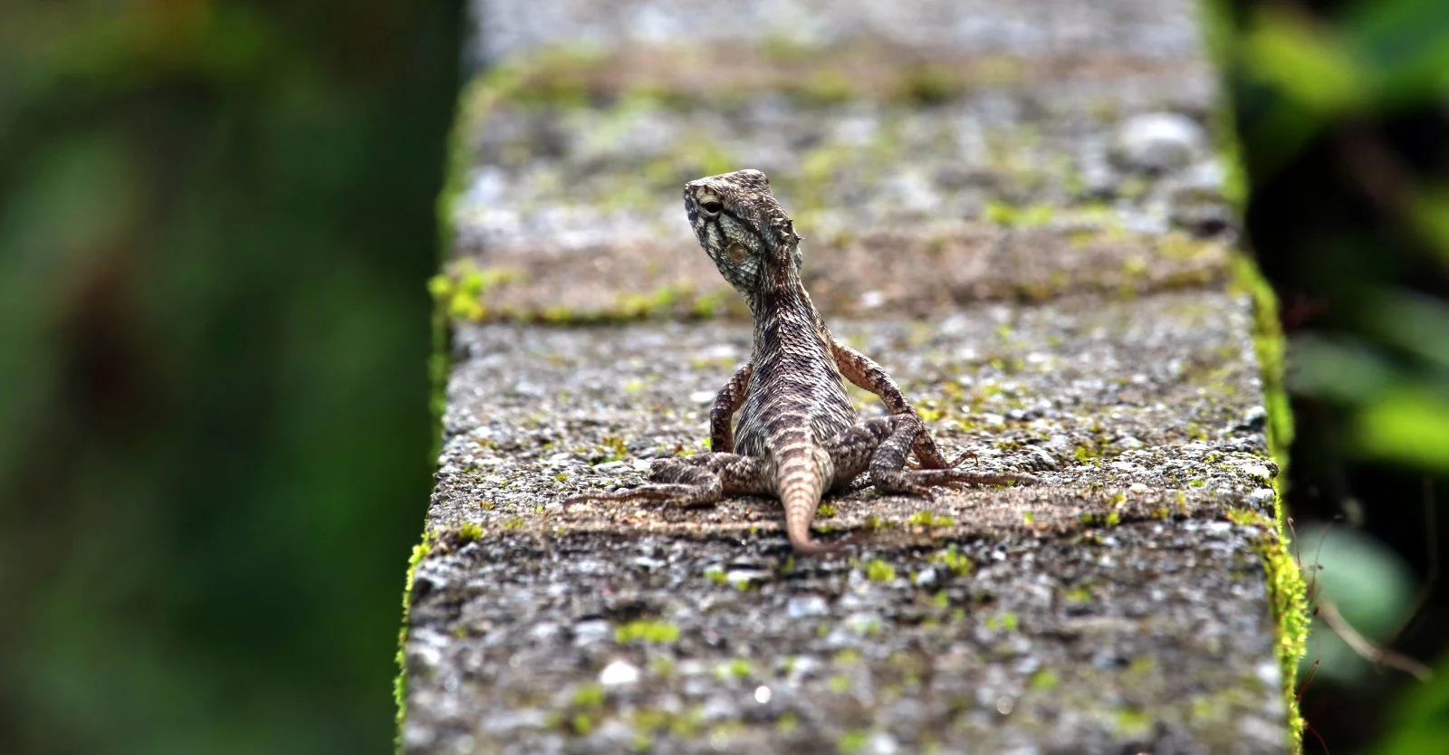 ಓತಿಕ್ಯಾತ Forest lizards