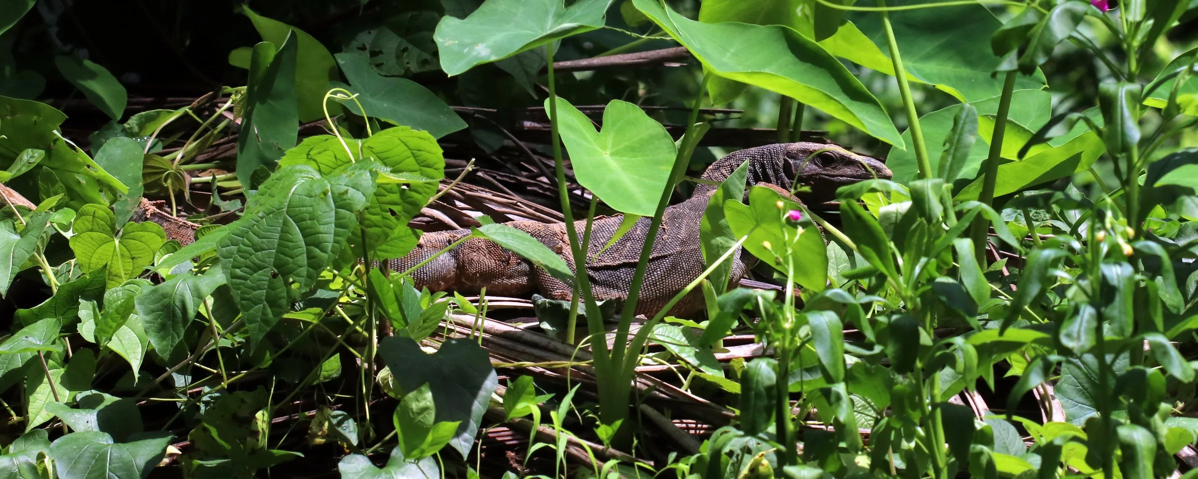 ಉಡ Monitor lizard