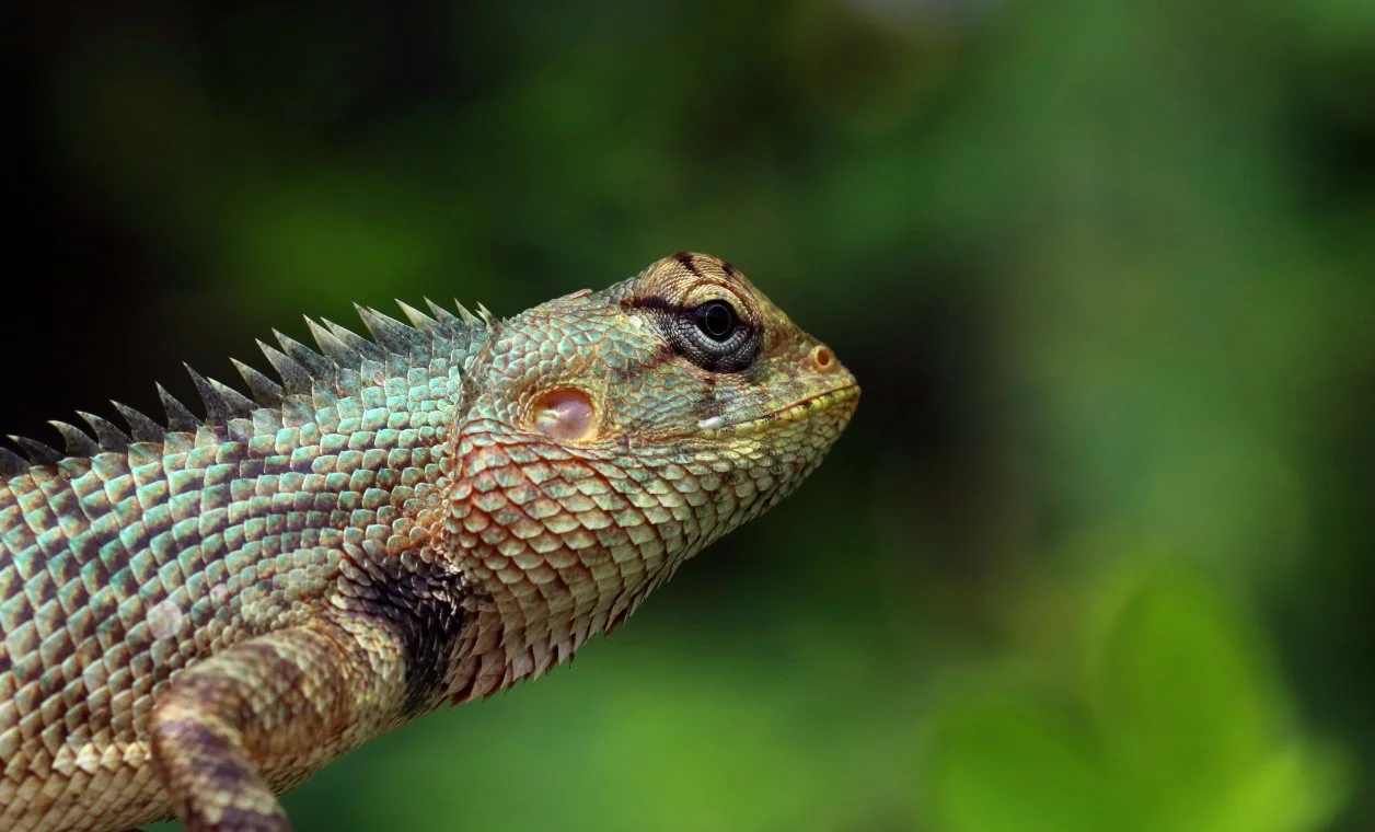 ಓತಿಕ್ಯಾತ Garden lizard