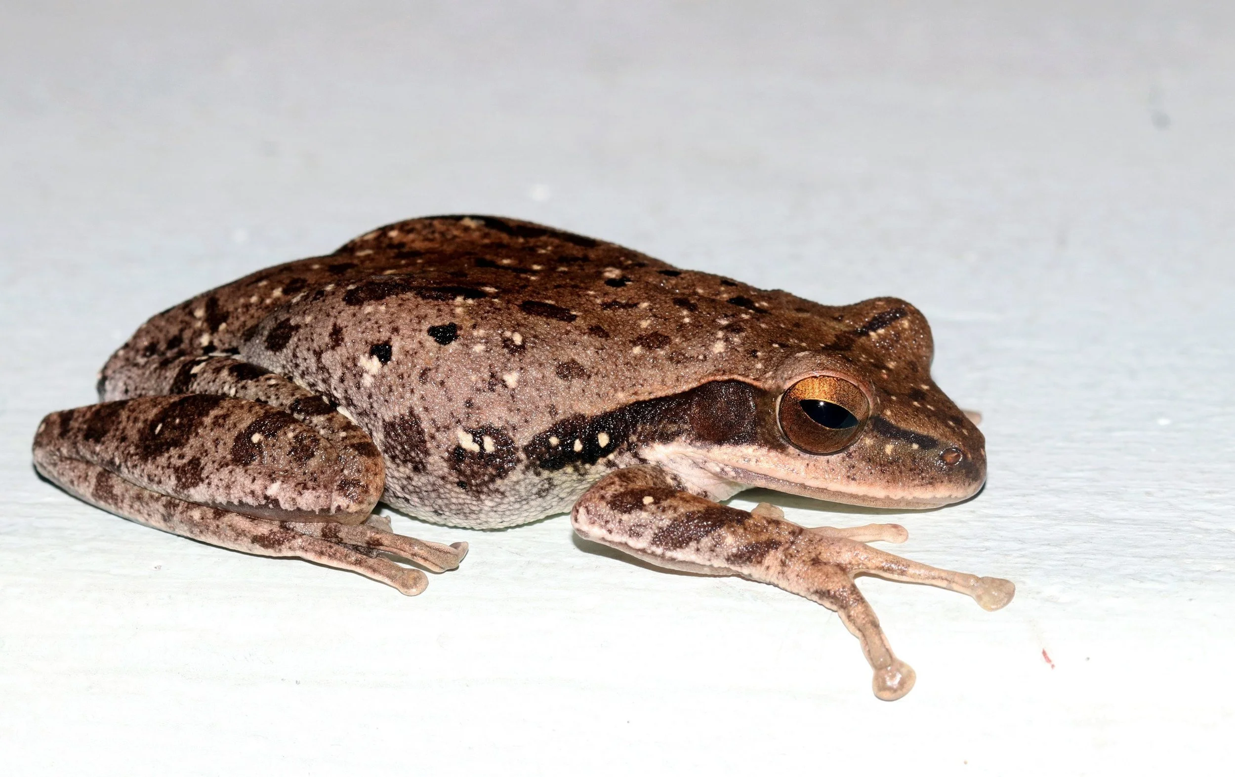 ಕಪ್ಪೆ Frog