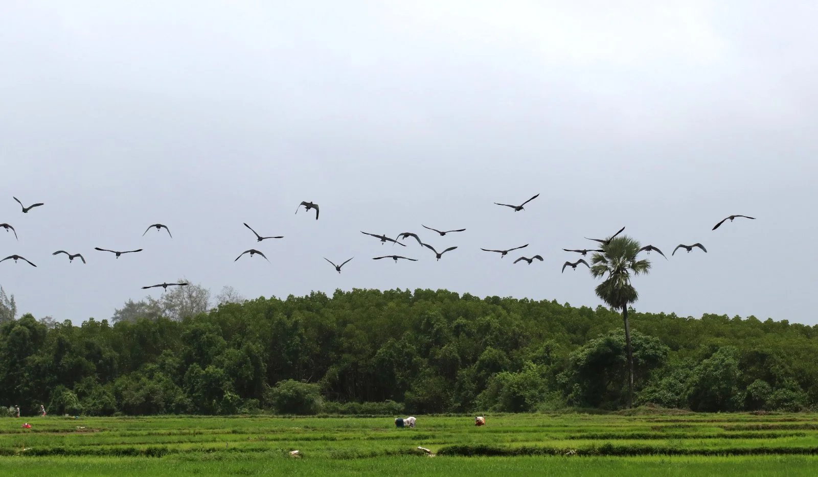 ಸಾಯಂಕಾಲದಲ್ಲಿ ಹಕ್ಕಿಗಳೂ , ರೈತರೂ ಕೆಲಸದಲ್ಲಿ ನಿರತ Typical evening, birds and people busy alike