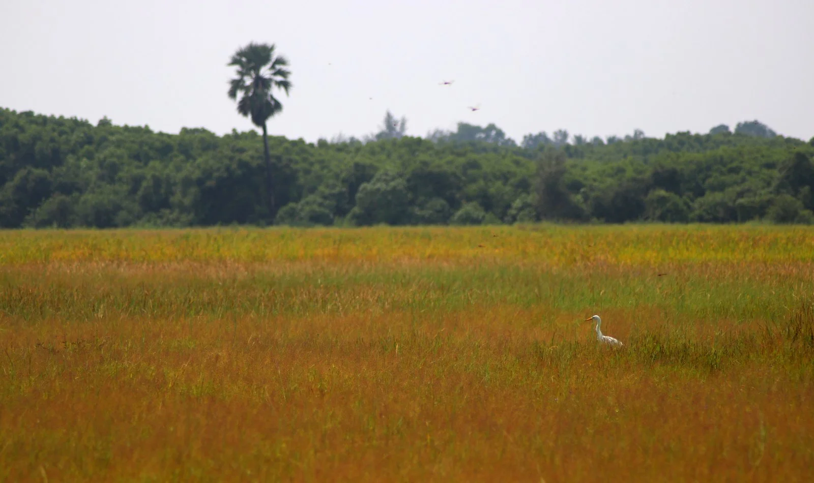 ಬಣ್ಣ ಬಣ್ಣದ ಭತ್ತದ ಗದ್ದೆಗಳು Colourful paddy fields