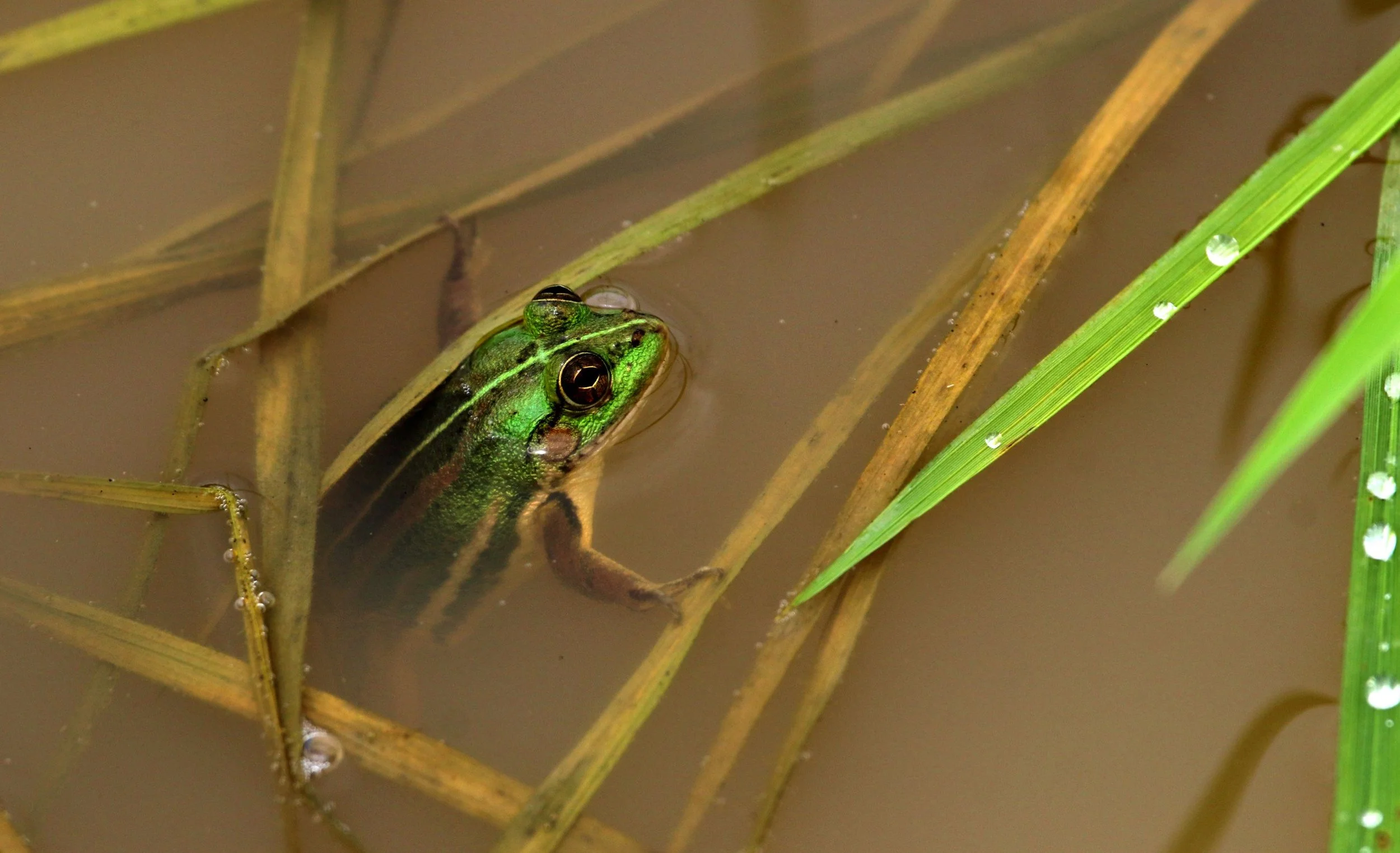 ಕಪ್ಪೆ Frog