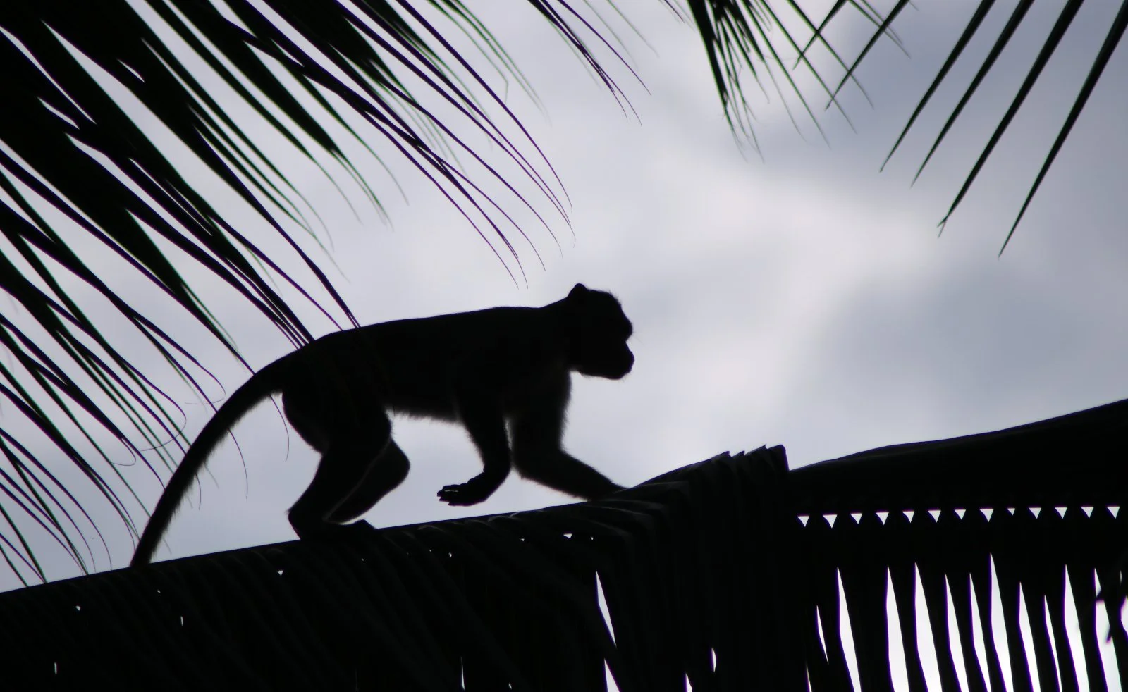 ಮಂಗ Bonnet macaque
