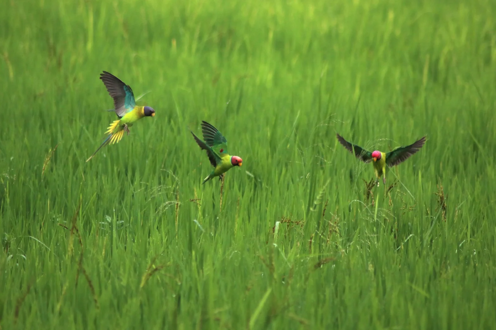 ಕೆಂದಲೆ ಗಿಳಿ Plum-headed parakeets