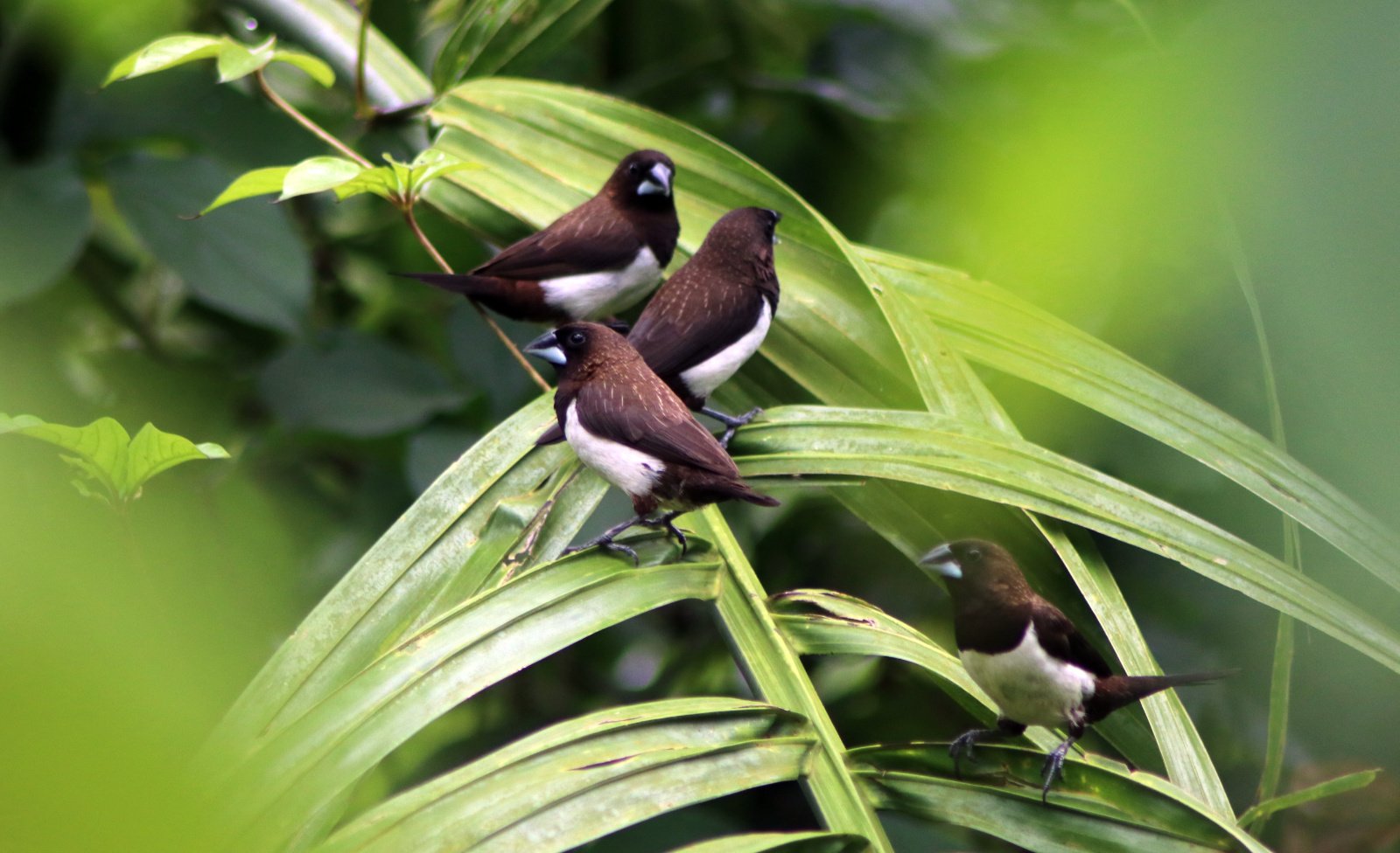 ಬಿಳಿಪೃಷ್ಠದ ರಾಟವಾಳ White-rumped Munia