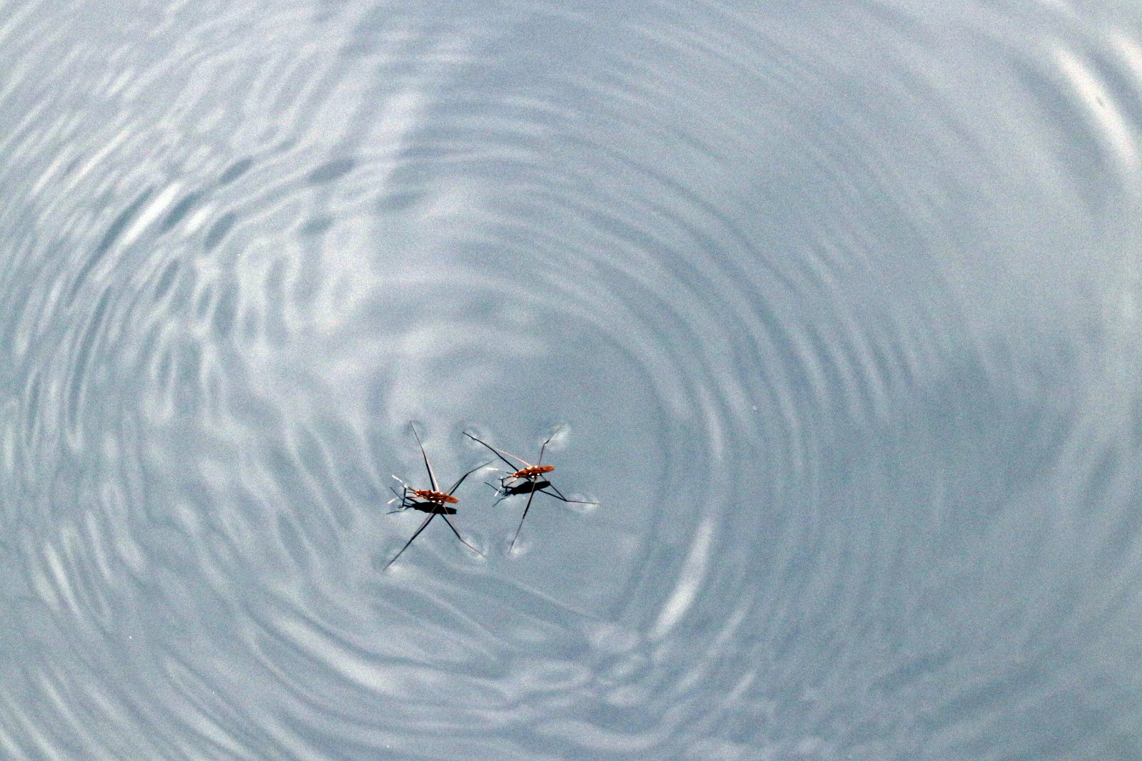 ನೀರು ಹುಳ Water skipper