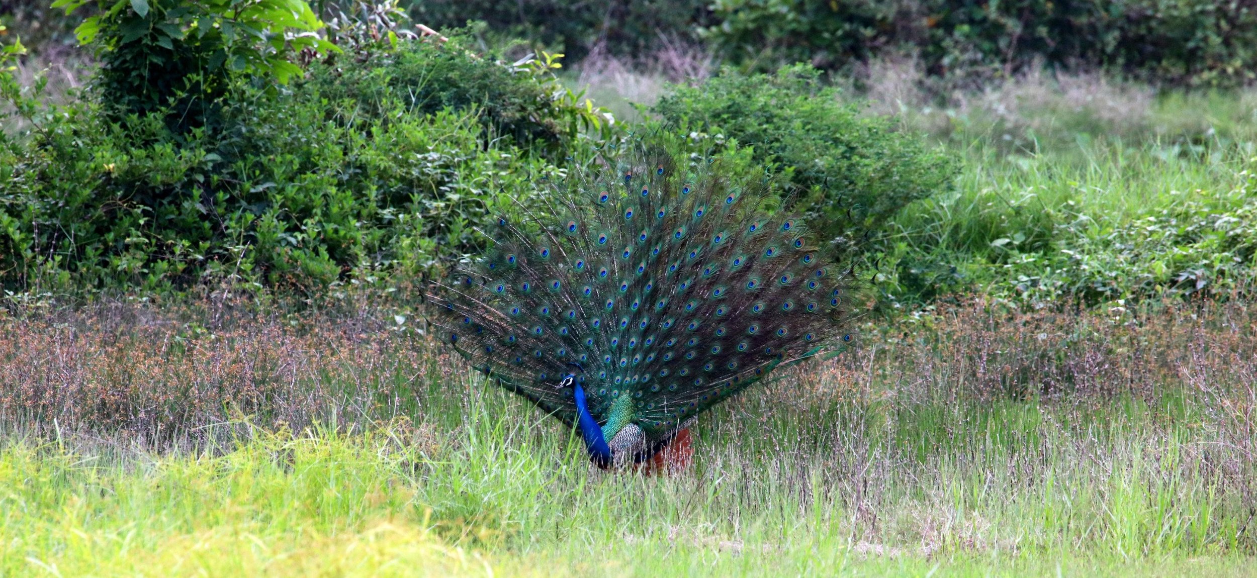 ನವಿಲು Indian Peacock