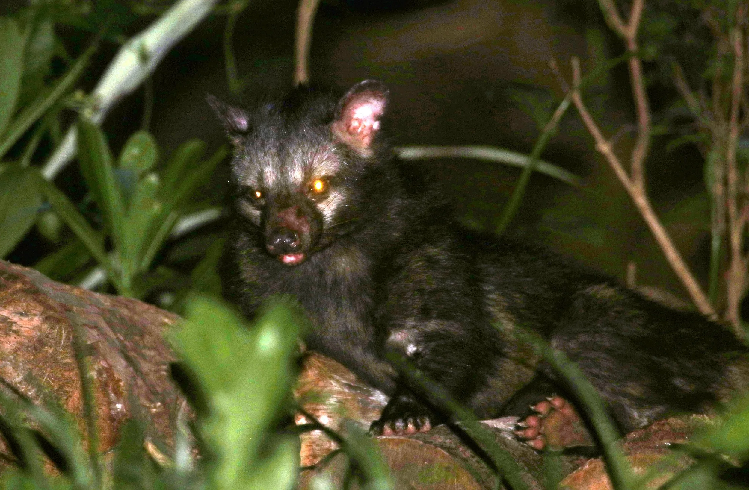 ಕಬ್ಬೆಕ್ಕು/ಕಾಡು ಬೆಕ್ಕು Asian palm civet