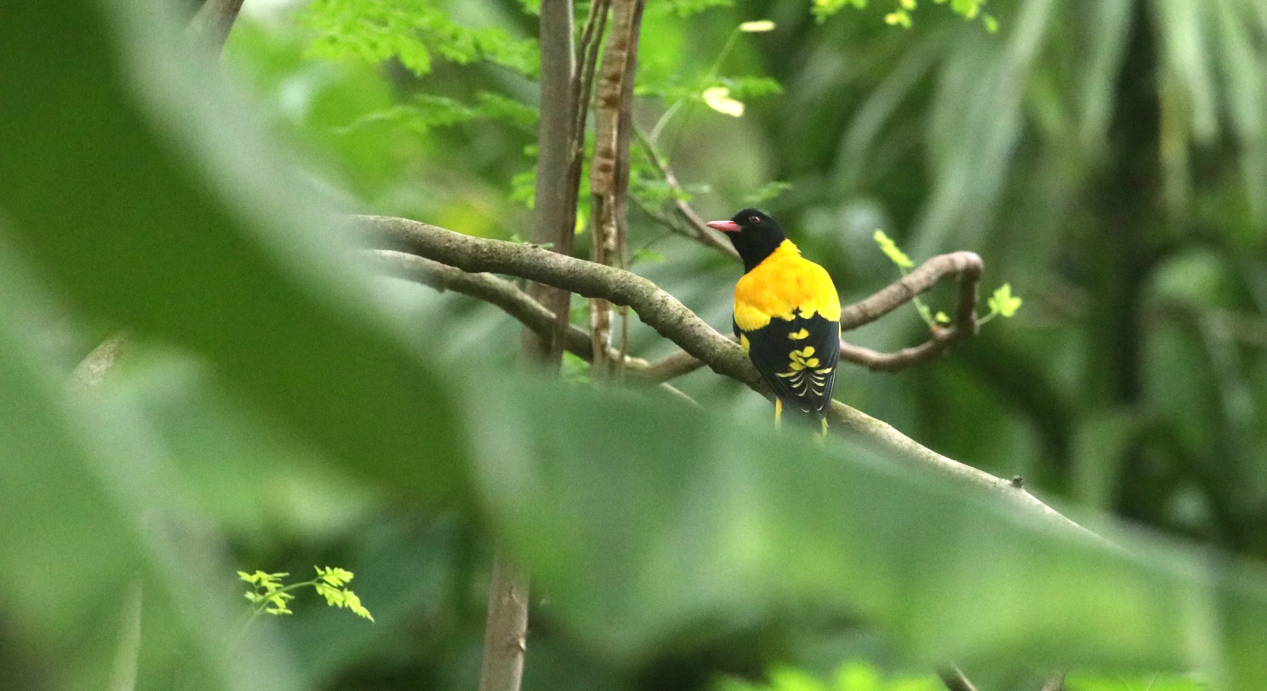 ಅರಿಶಿನಬುರುಡೆ Black-hooded oriole
