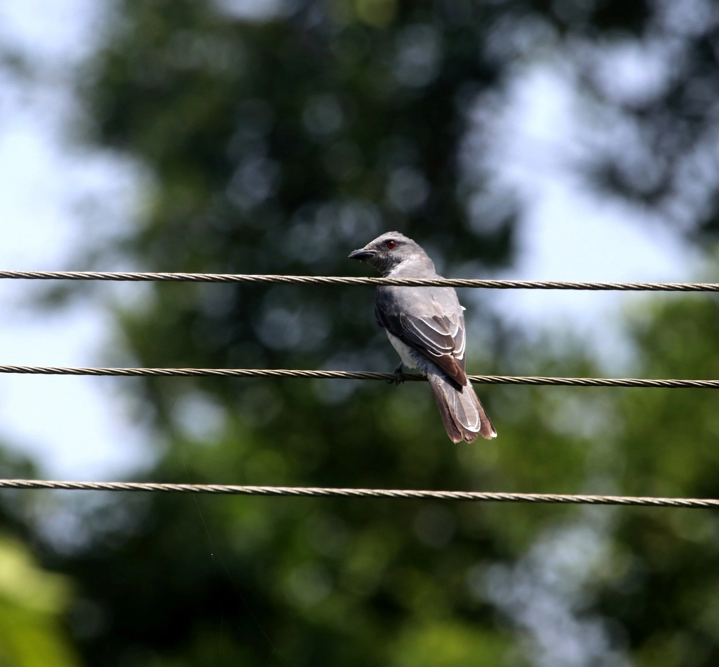 ಕೋಗಿಲೆಕೀಚುಗ Large Cuckooshrike