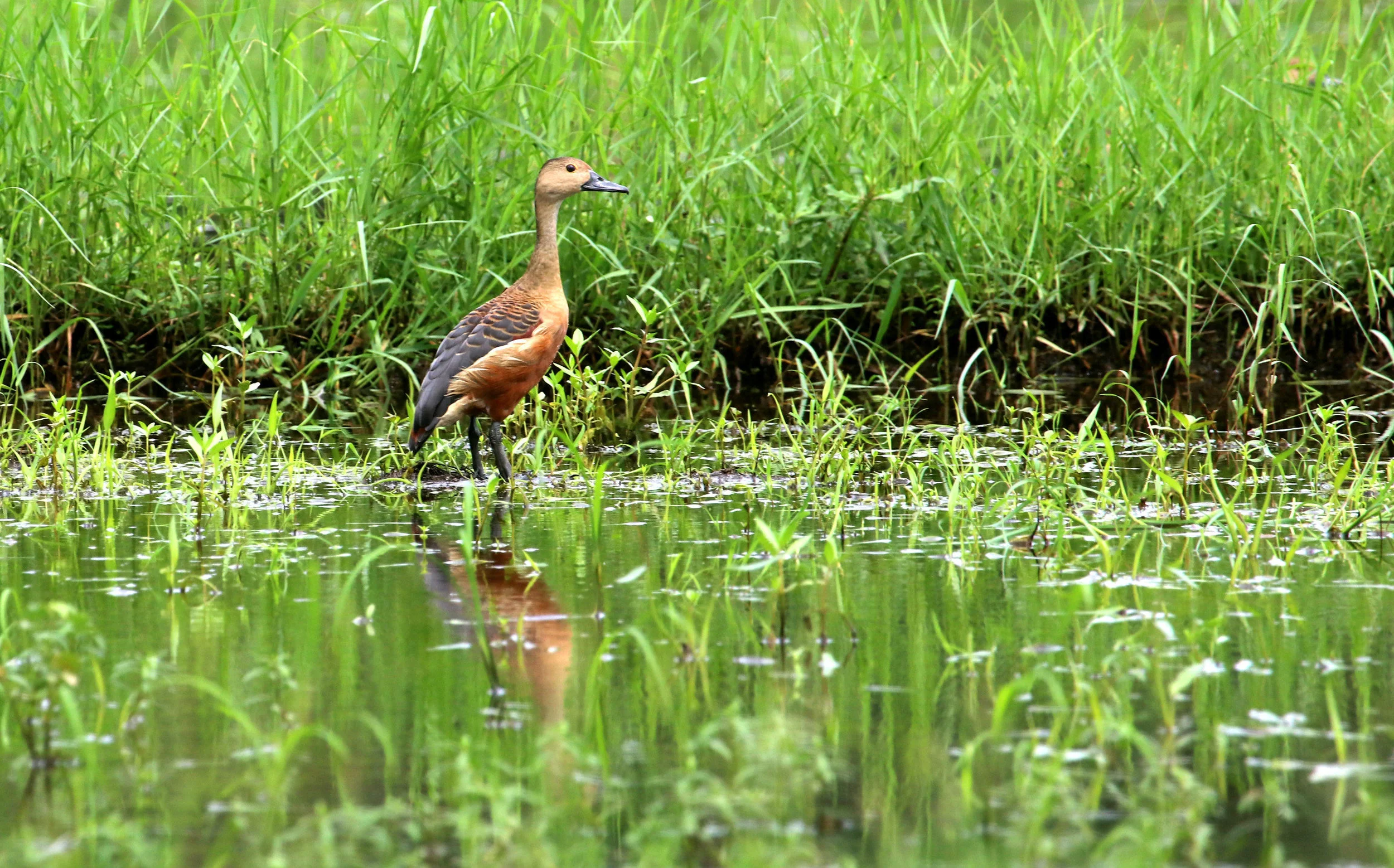 ಸಿಳ್ಳೆಬಾತು Lesser Whistling Duck